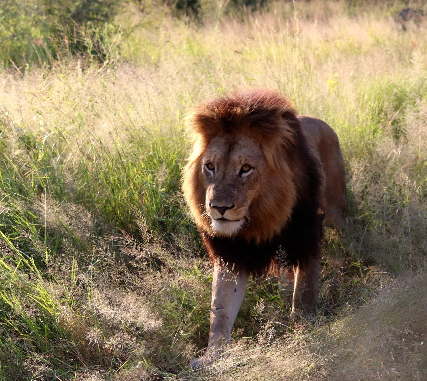 A lion walking through tall grass in a savannah landscape during sunset.