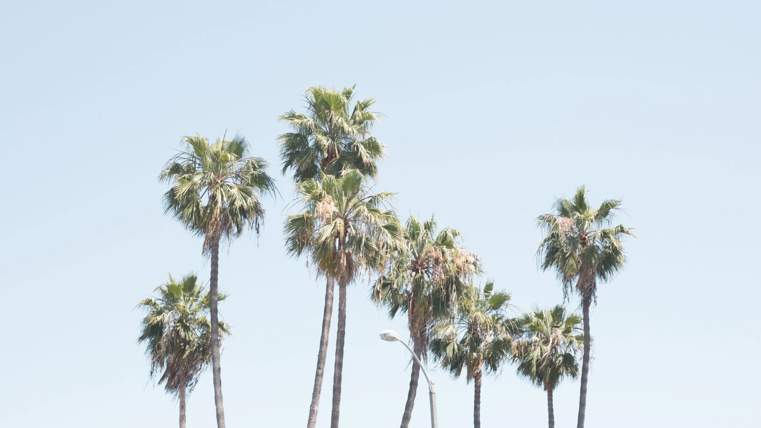 Several tall palm trees with green fronds against a clear blue sky and a streetlamp in the foreground.