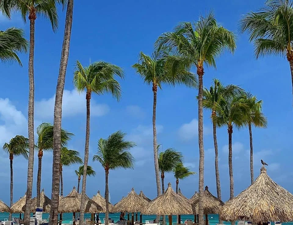 A tropical beach scene with tall palm trees, thatched umbrellas, and a bright blue sky.