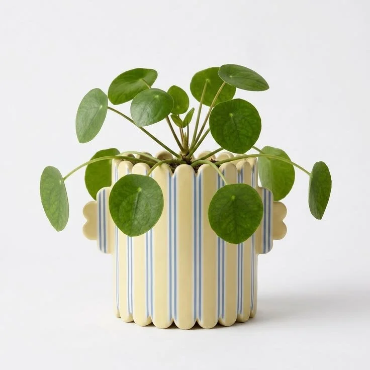 Cerámica y Plantas