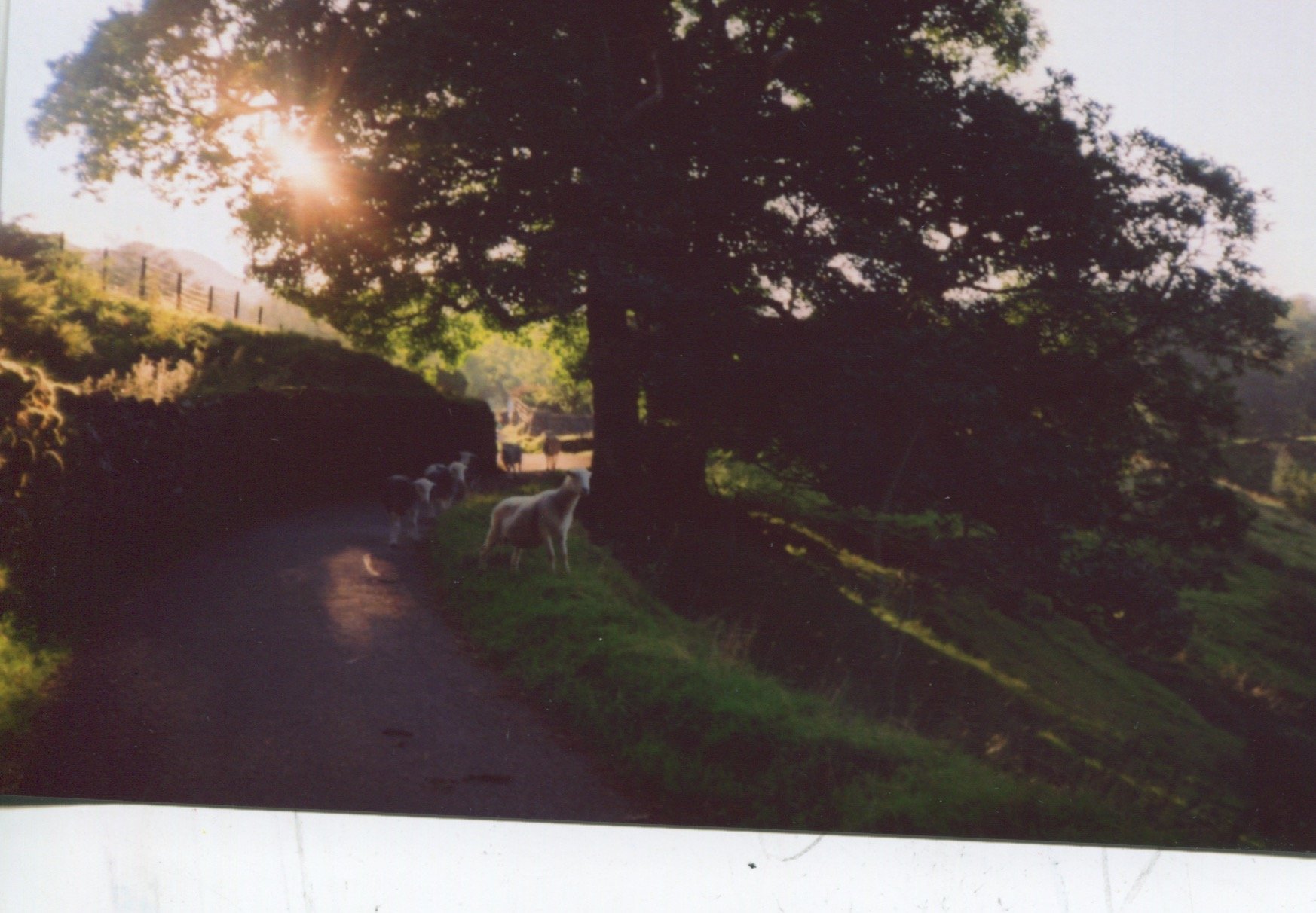 Scan 19.jpeg