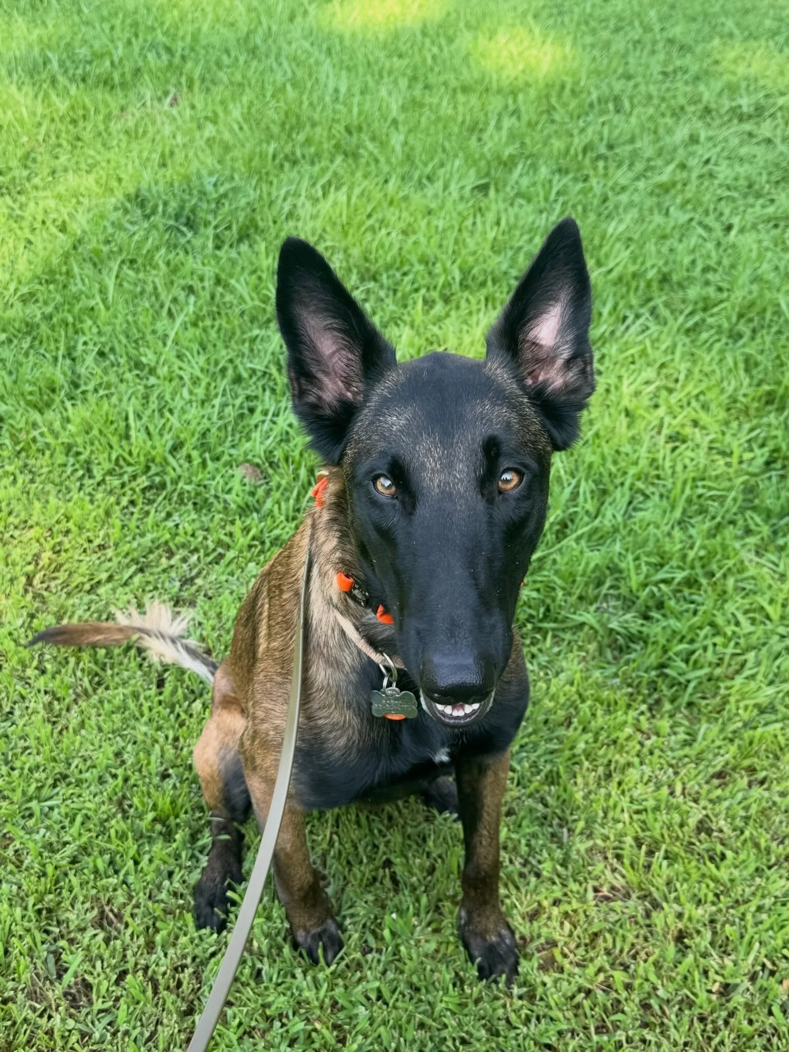We love having dogs we have trained come back to board with us, just like sweet Sasha. 🤍 Watching our training dogs return always means so much to us, and it is a joy getting to spend time with them again. We are so happy to have you back, Sasha! 🐾