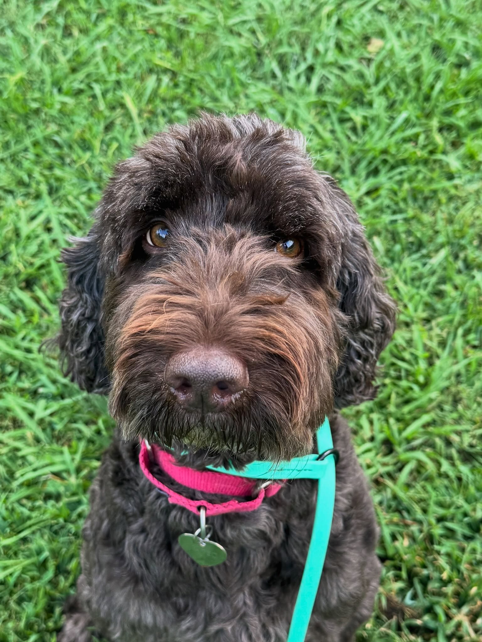 Meet Mateo! 🐾

This handsome guy is one of our sweet boarding pups. While you&rsquo;re away, we make sure every dog gets plenty of care, structure, play, and love so they feel right at home.

We love having you, Mateo! ❤️