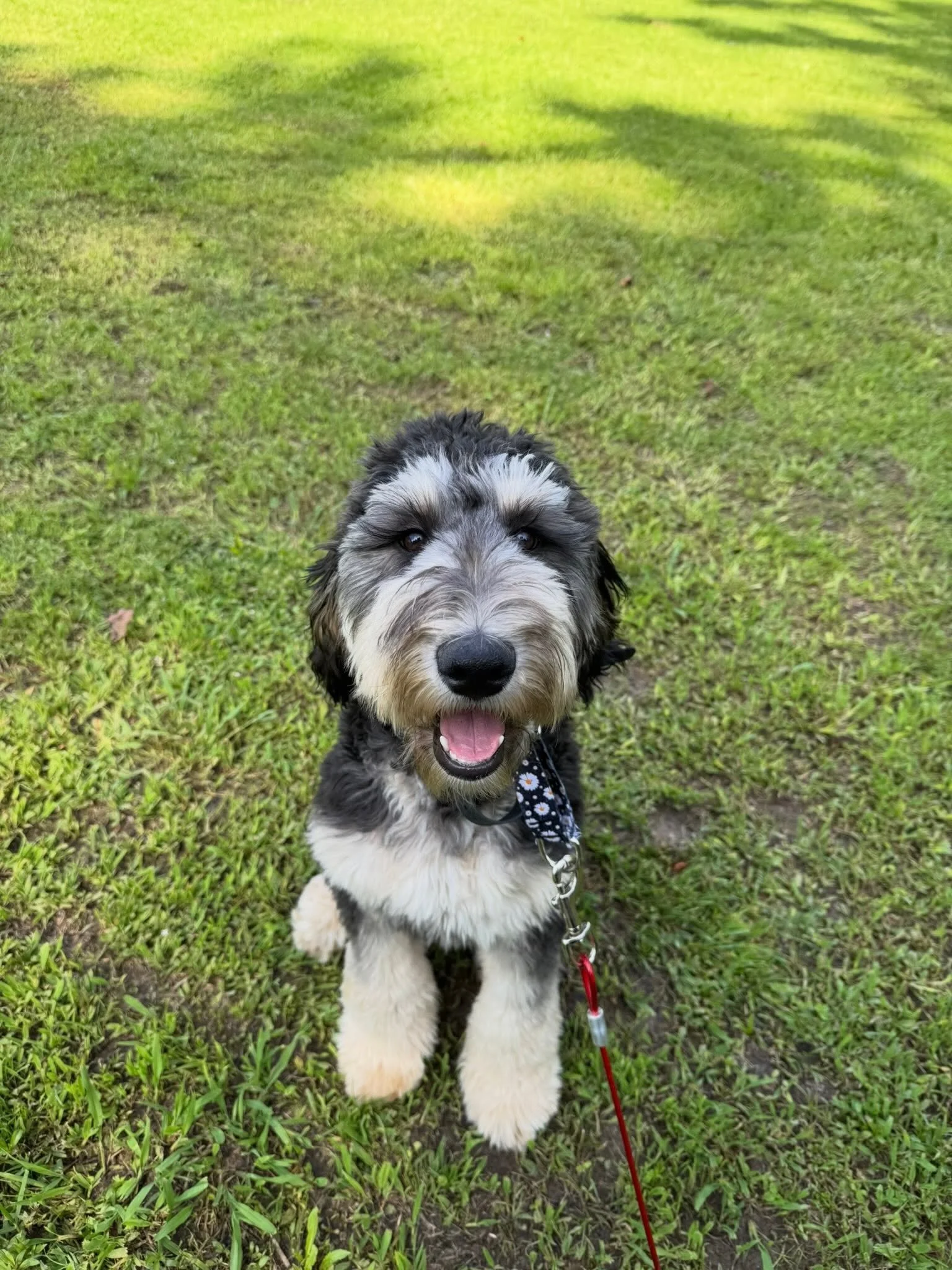 Throwing it back to where it all started with our very first training pup, Ziggy! 🐾

His owners came to us wanting basic obedience, a smooth transition to off-leash freedom, and a strong, reliable recall. Ziggy was the sweetest boy and will always h