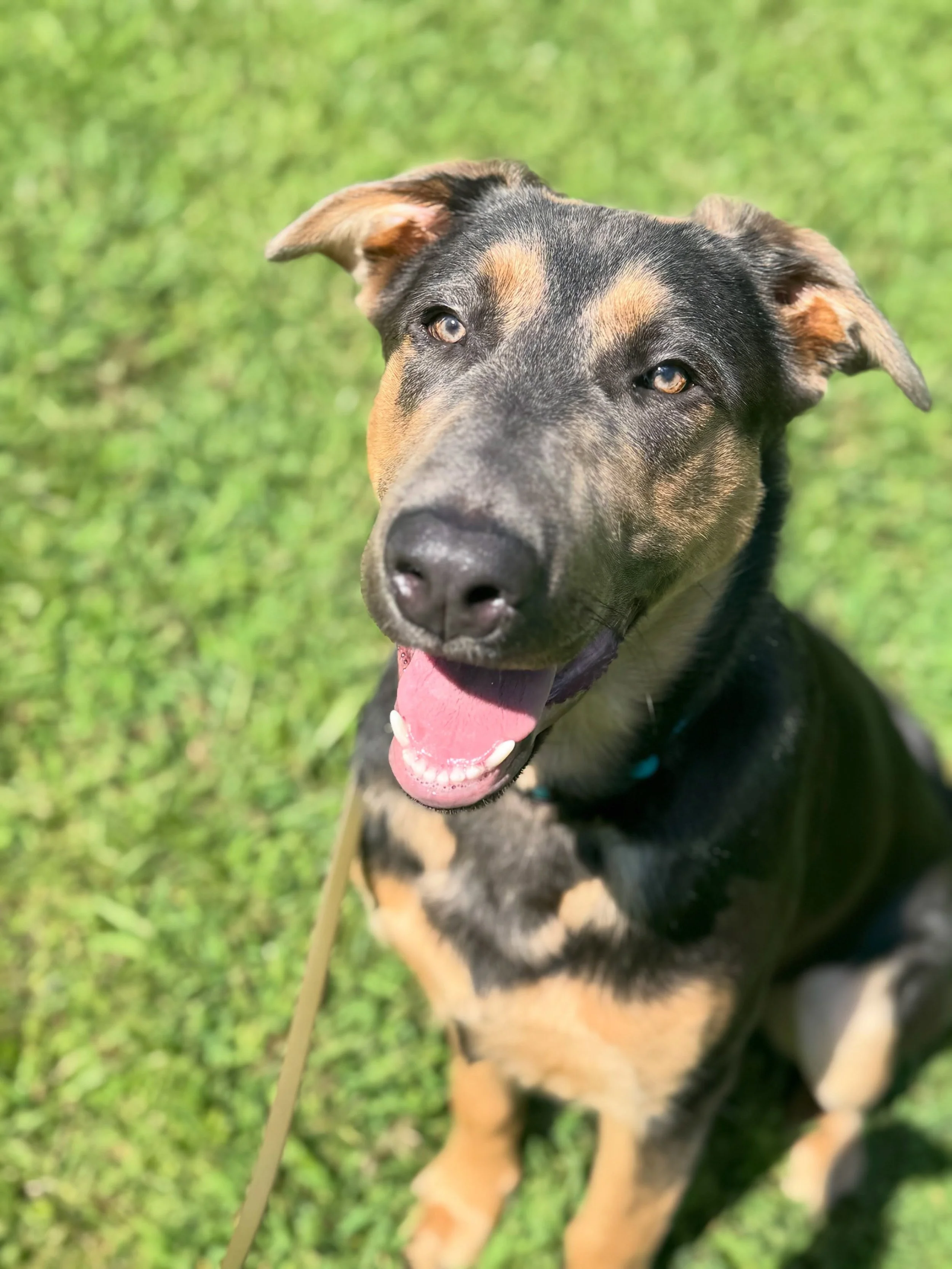 Meet Bane! 🐾

Bane just completed our 6-week Board &amp; Train program, where we focused on basic obedience, impulse control, structure, and a reliable recall.

He&rsquo;s made amazing progress over the last six weeks, but the work doesn&rsquo;t sto