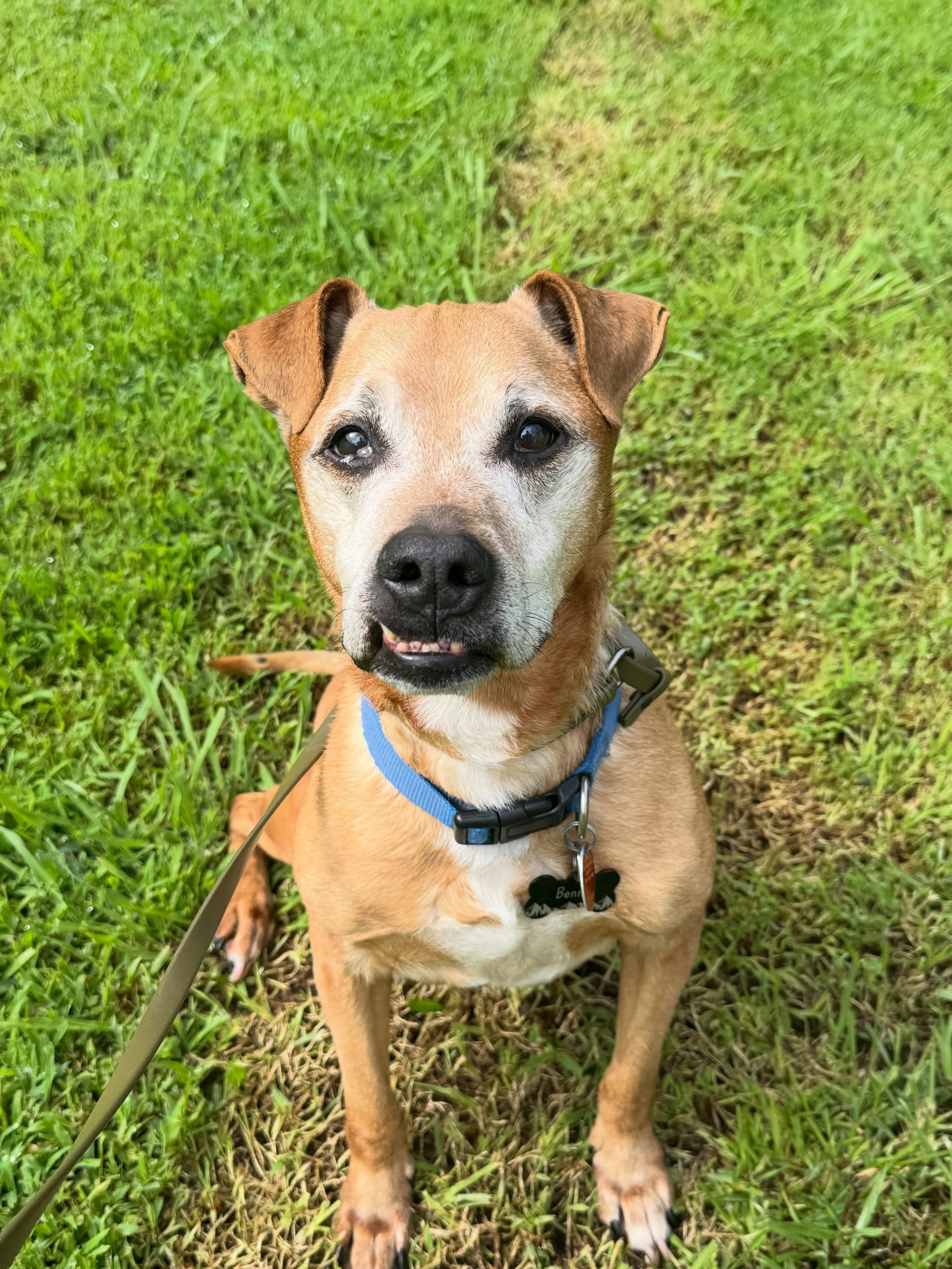 Our hearts are heavy hearing about the passing of sweet Benny. 🐾 

Benny was one of our beloved boarding dogs, and every time he came through our doors, he left a little more of his paw print on our hearts. He was such a sweet boy and truly felt lik