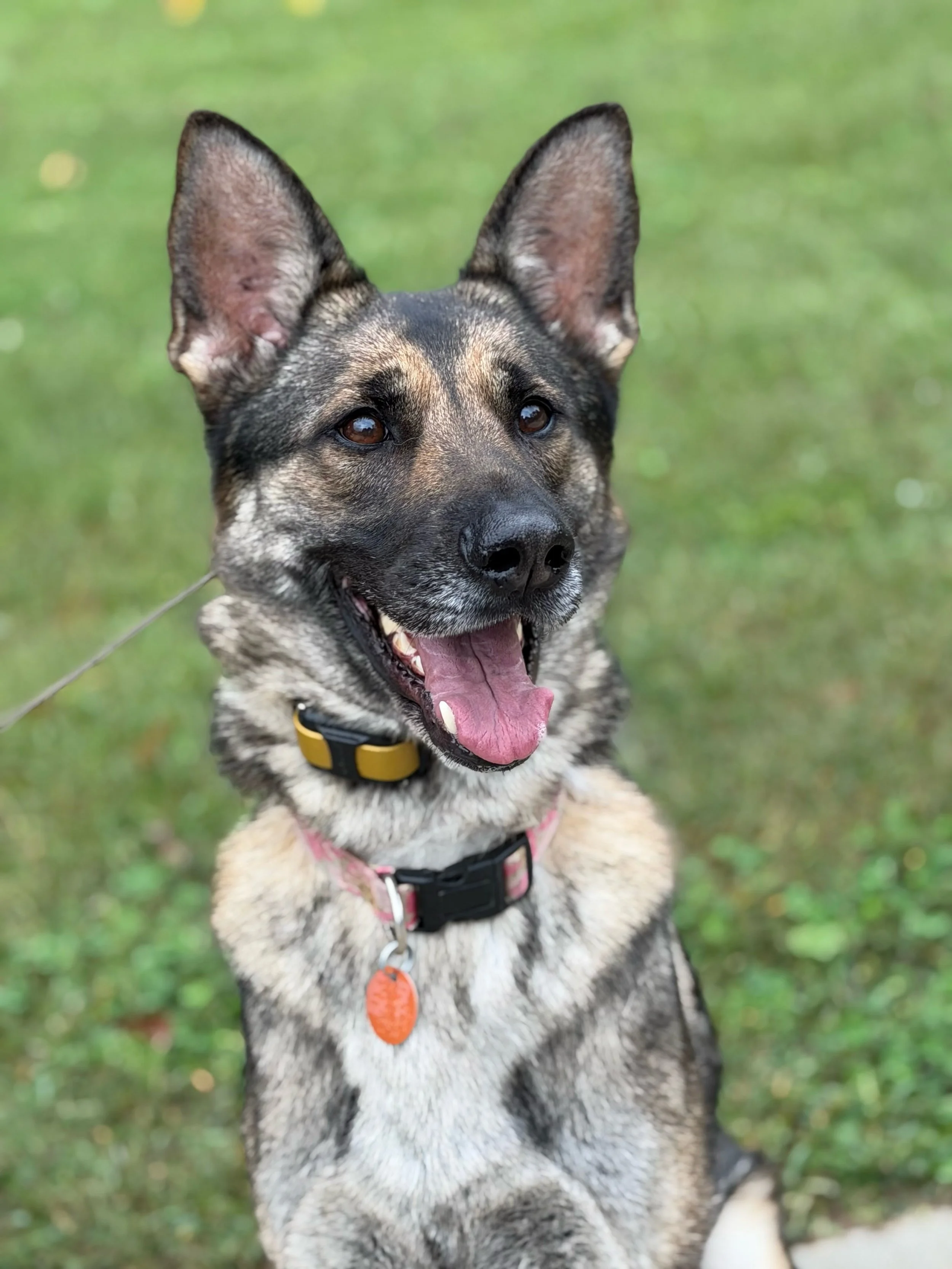 🐾 Please help us welcome sweet Sacha to our 3-week Board &amp; Train program! 🧡 We&rsquo;re so excited to have her with us and can&rsquo;t wait to see all the progress she makes over the next three weeks. Let the training adventures begin! 🐶🐾 #Ir