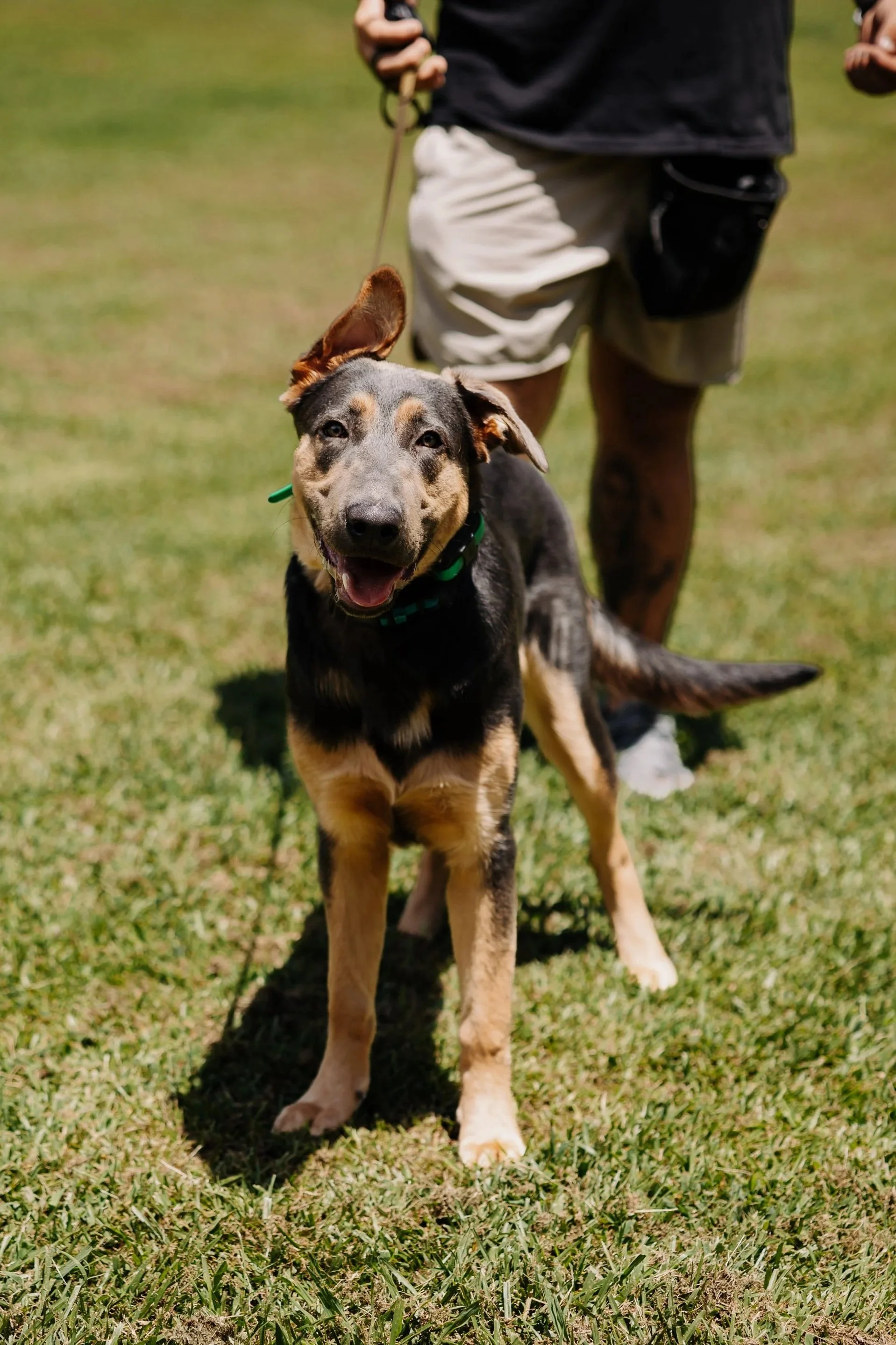Professional dog trainer working with a young German Shepherd during obedience training at Iron Paw K9 in Hall County, Georgia.