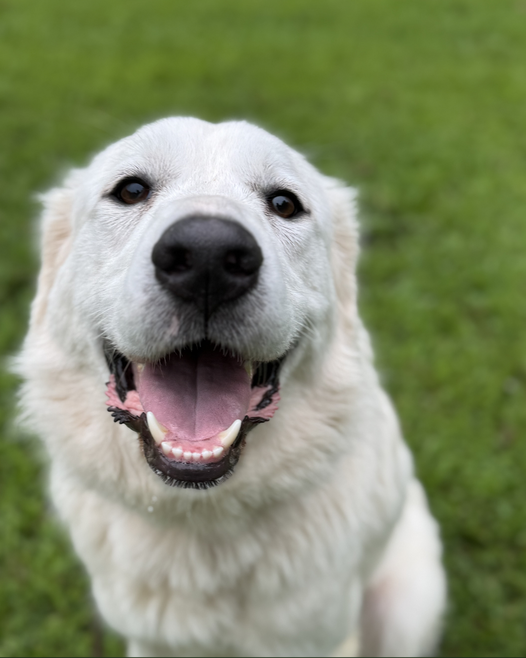Great Pyrenees receiving professional dog training at Iron Paw K9 serving Hall County, Atlanta, and surrounding areas.