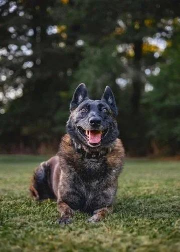 A German Shepherd lying down on grass with trees in the background.
