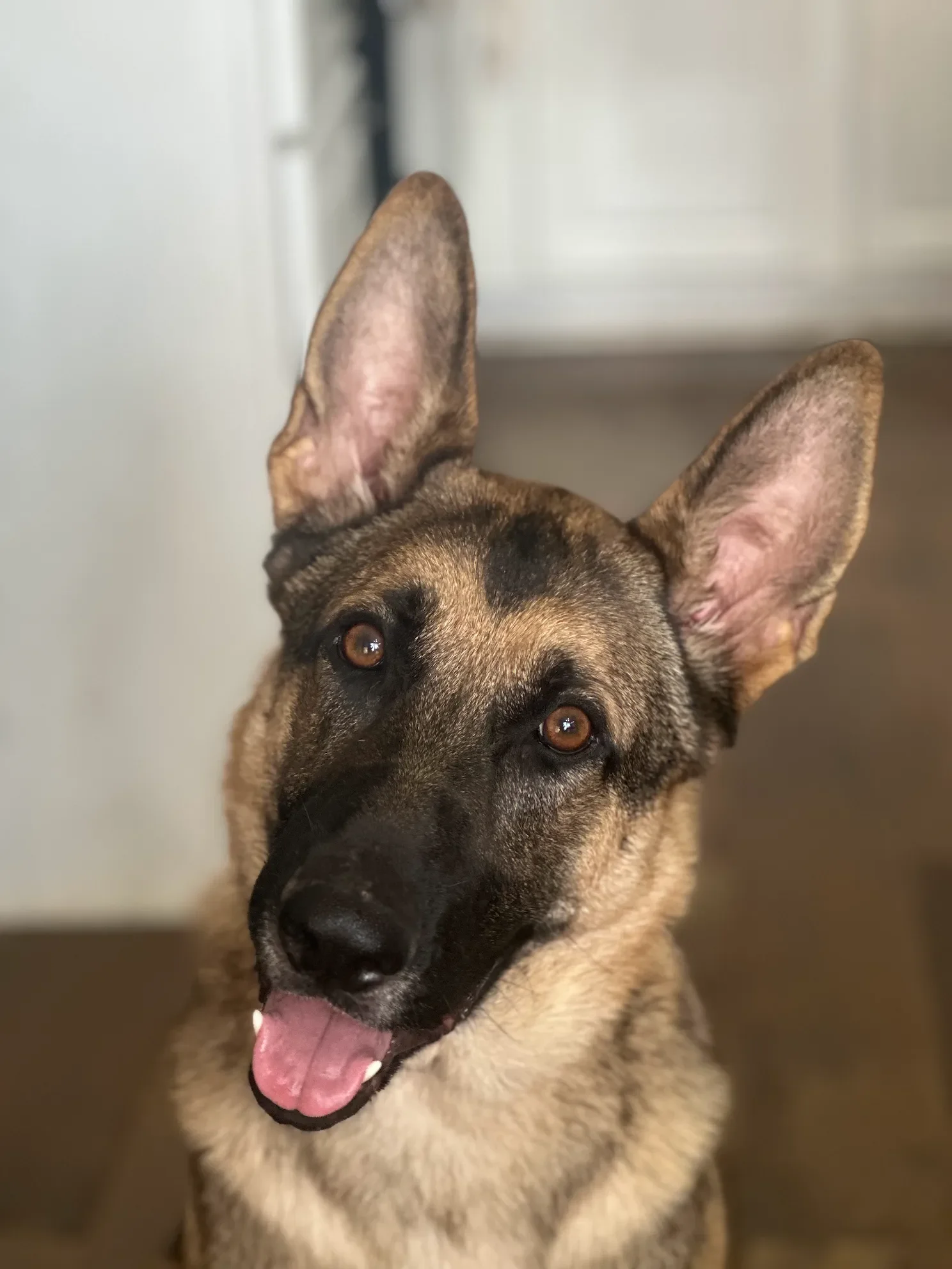 Young German Shepherd mix enrolled in professional obedience training at Iron Paw K9 in Hall County, Georgia.