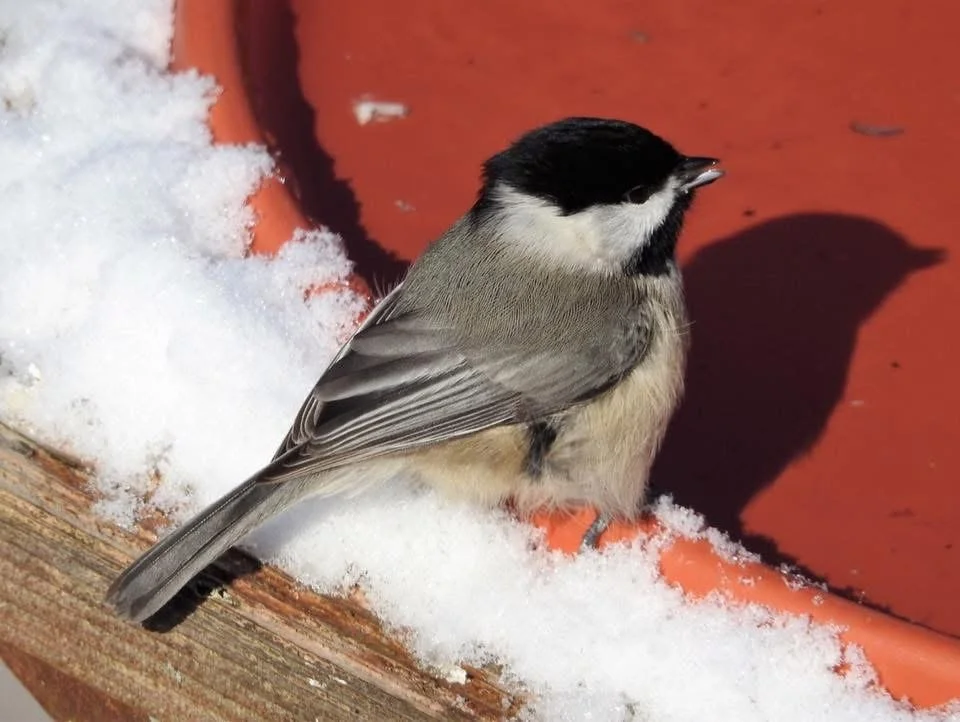 How Do Birds Survive Harsh Winters? 