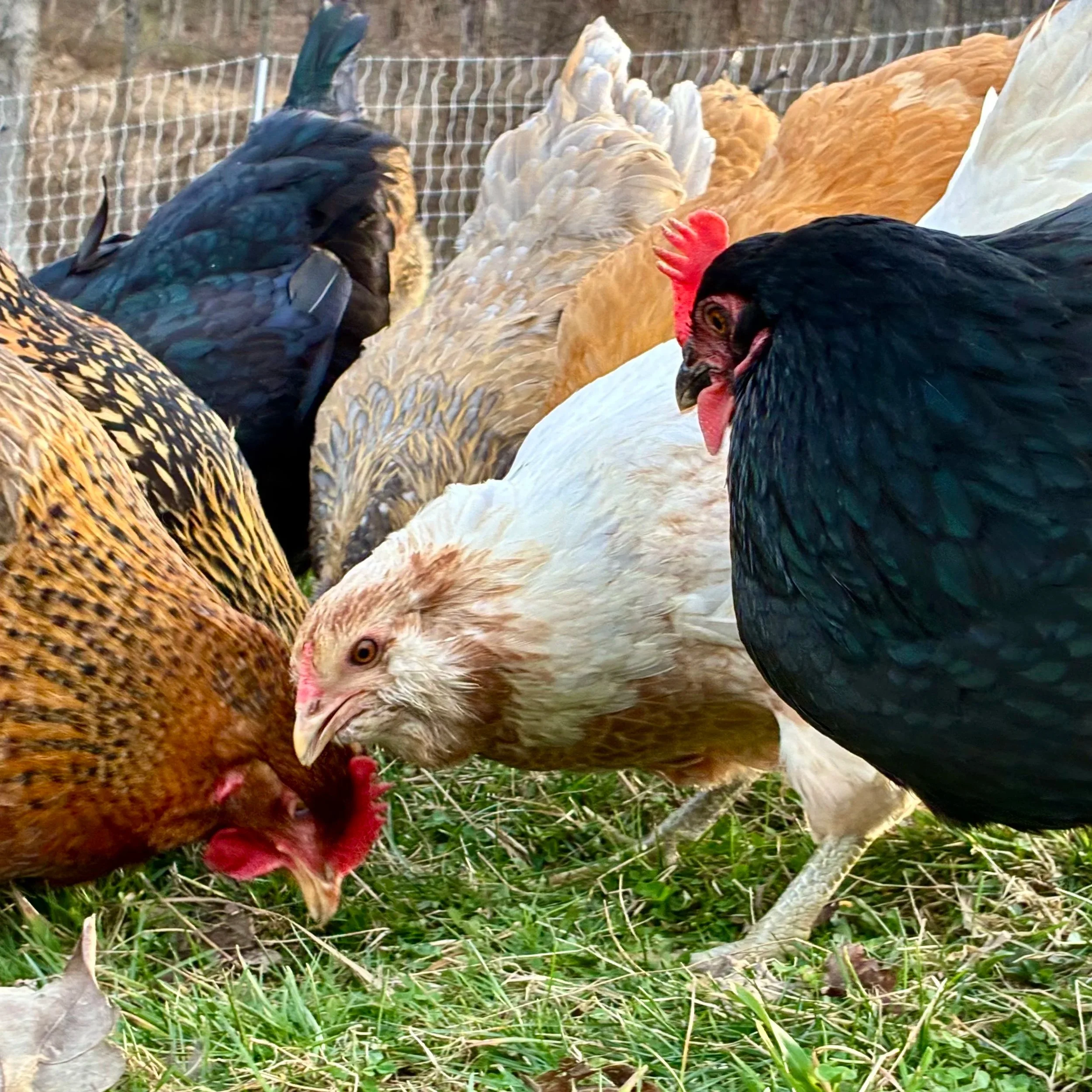 Chicken+variety.jpg