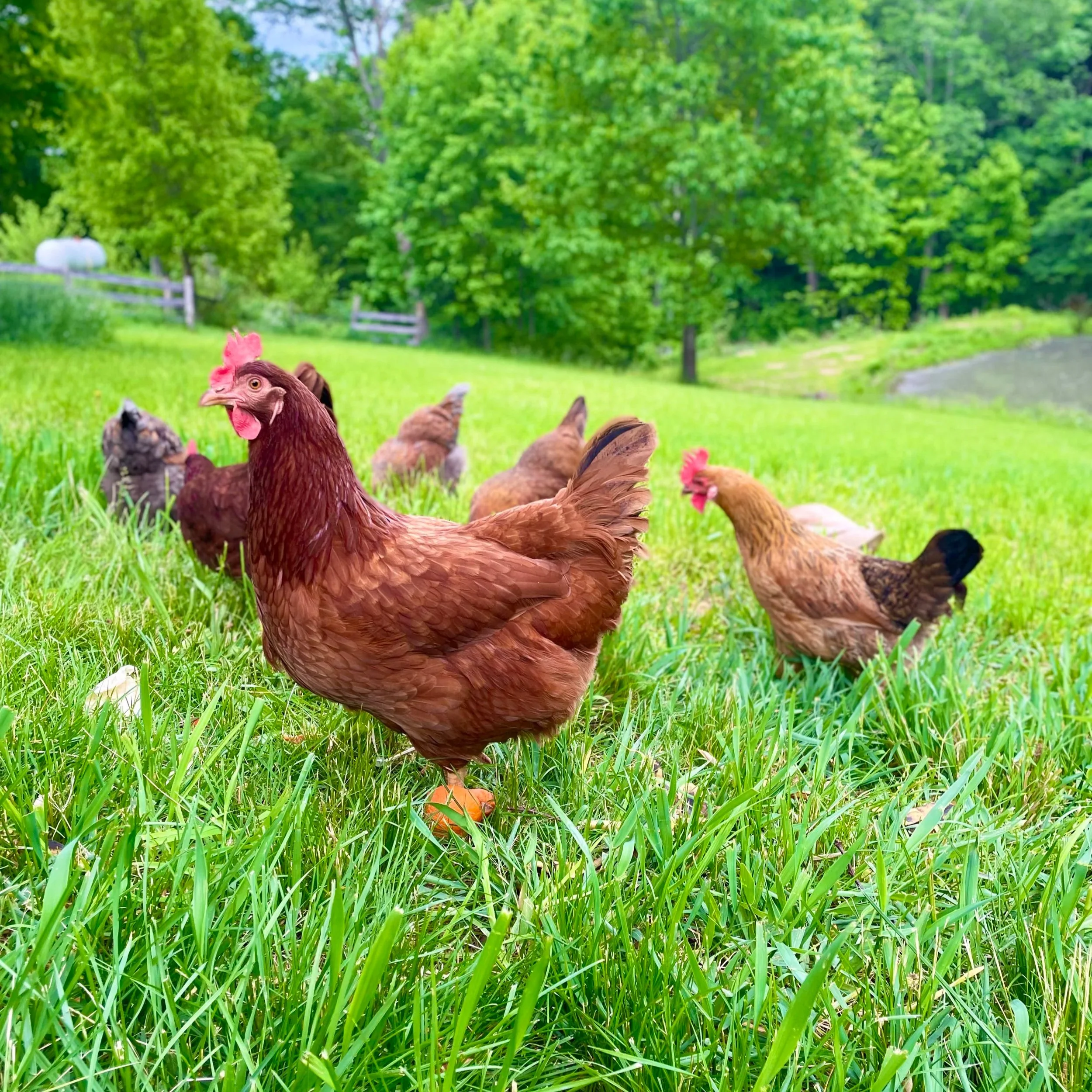 Pasture+chickens.jpg