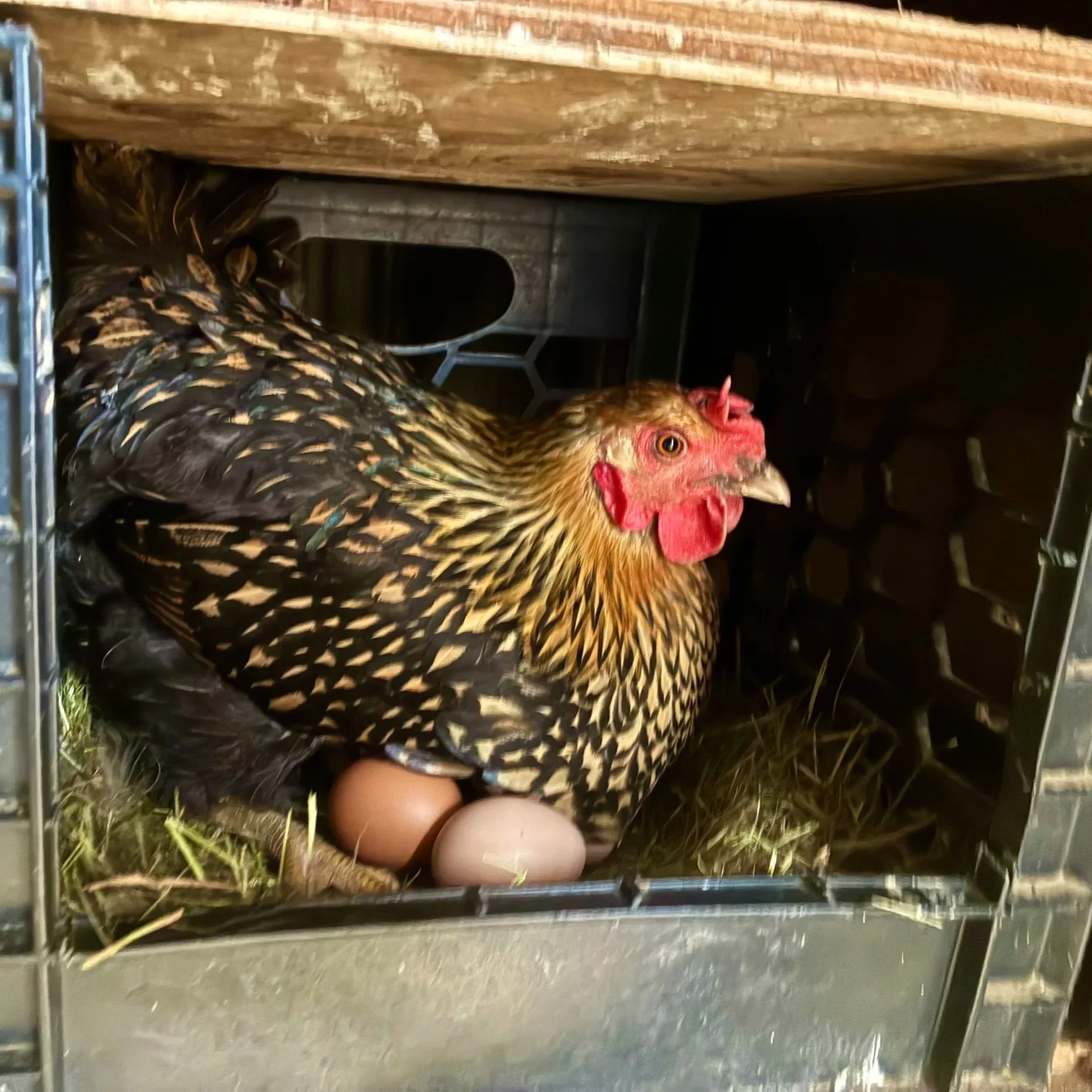 Chicken+in+nestbox.jpg