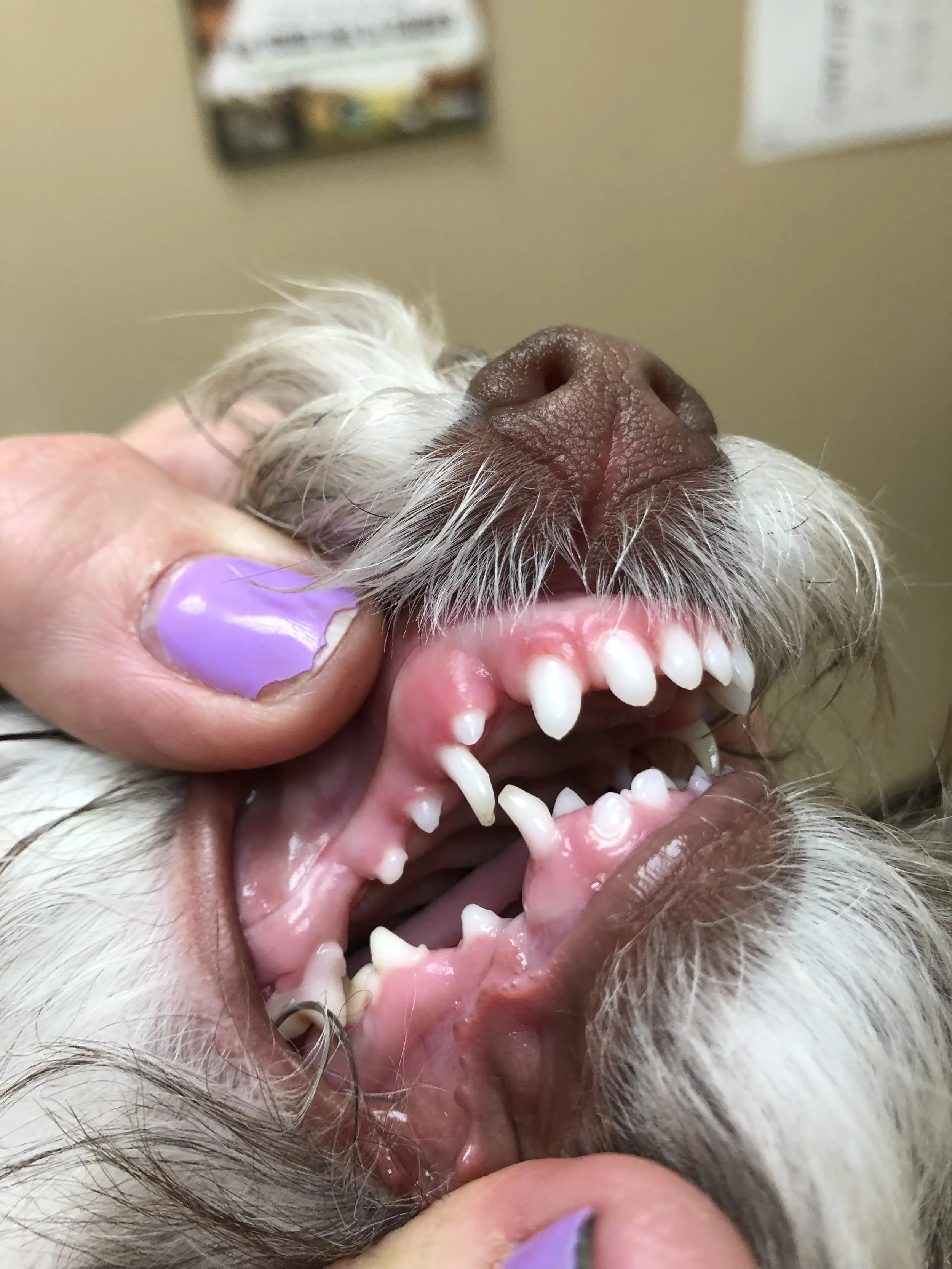 Close-up of a dog's open mouth showing teeth and gums, with a hand holding the dog's cheek.