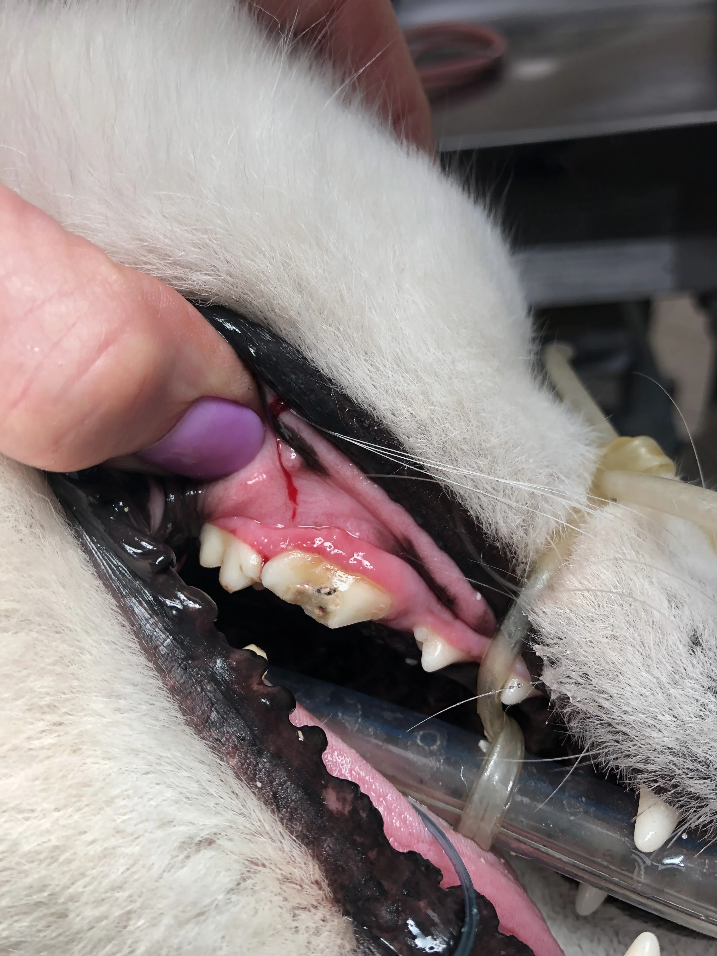 Close-up of a dog's open mouth with a visible tooth, gums, and tongue. A person's hand with purple nail polish is holding the dog's lip, showing a dental issue with a dark, decayed tooth and some bleeding.