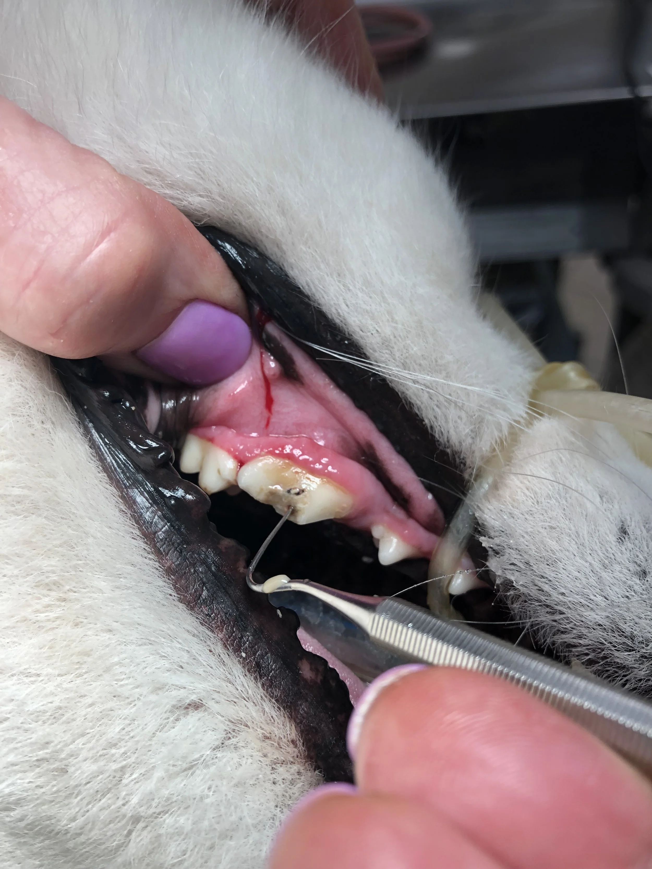 Close-up of a veterinary dental procedure on a dog’s mouth, showing dental tools and a small incision.