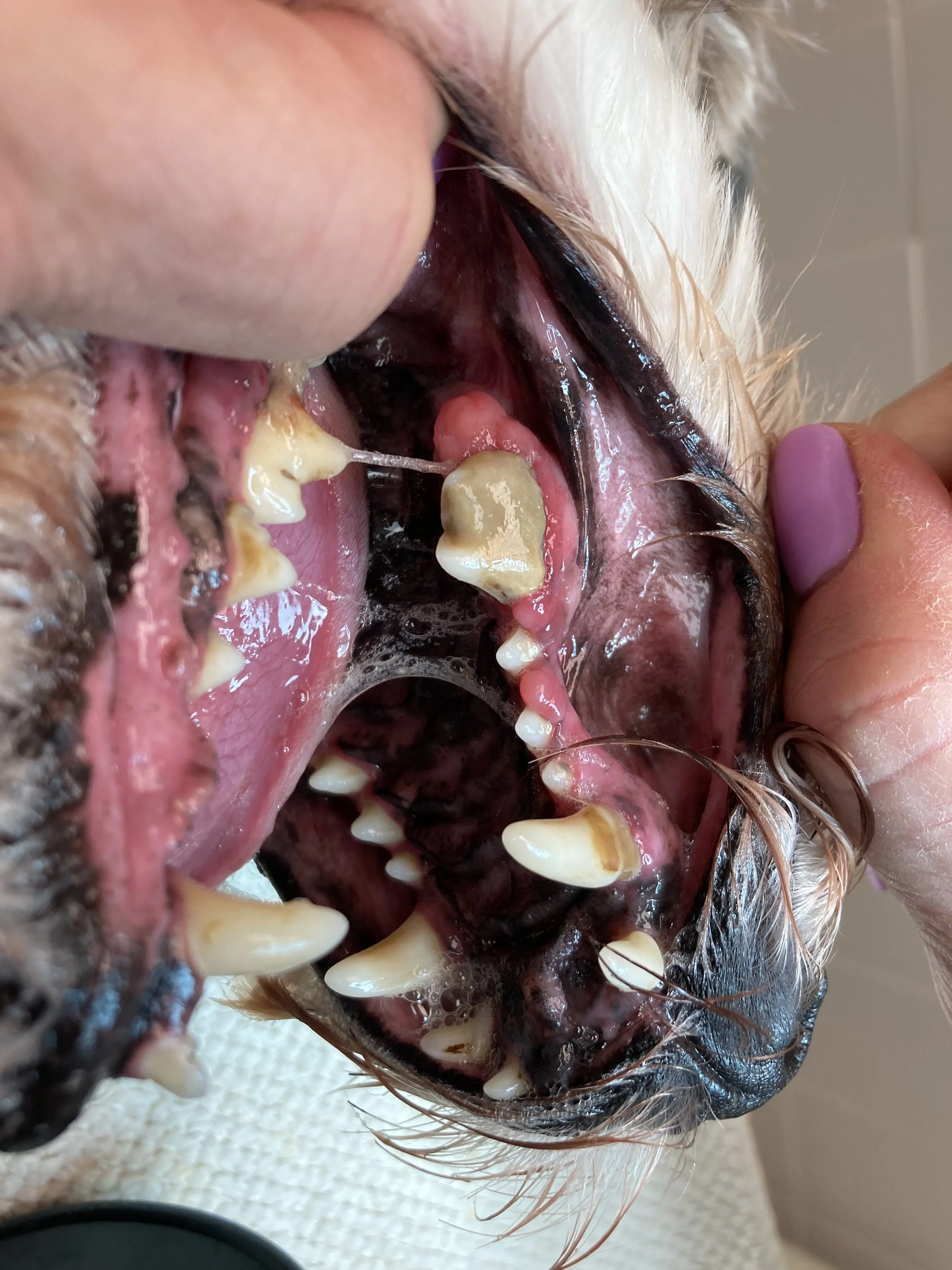 Close-up of a dog's open mouth showing severe dental tartar, inflamed gums, and missing teeth.