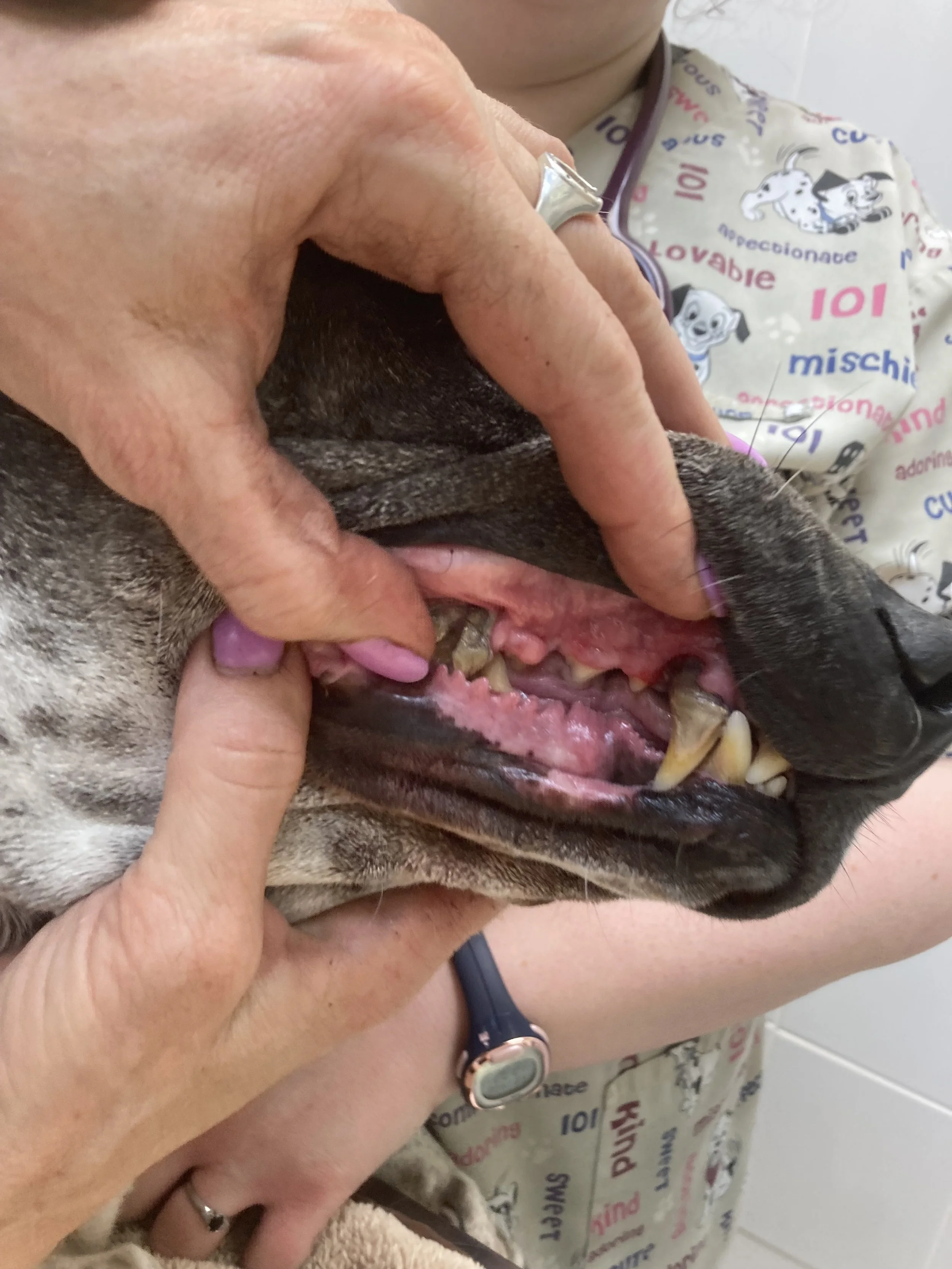 A veterinarian is examining a dog’s teeth, pulling back the dog's lip to check inside its mouth.