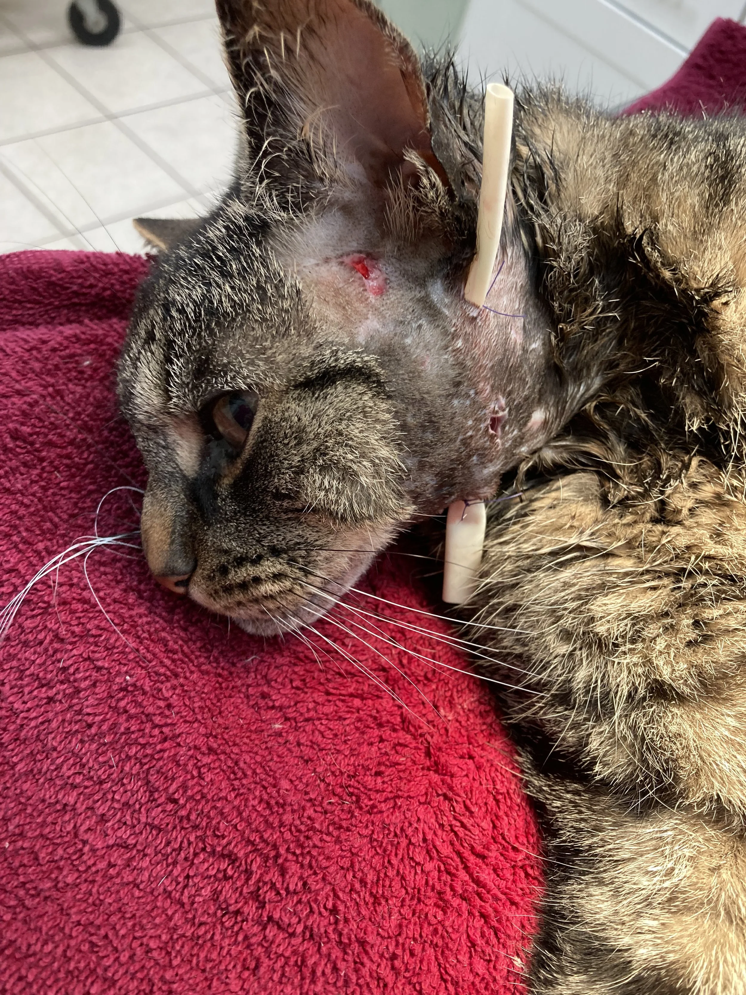 A tabby cat lying on a red towel with a bandage and some wounds visible on its neck, appearing to be at a veterinary clinic.