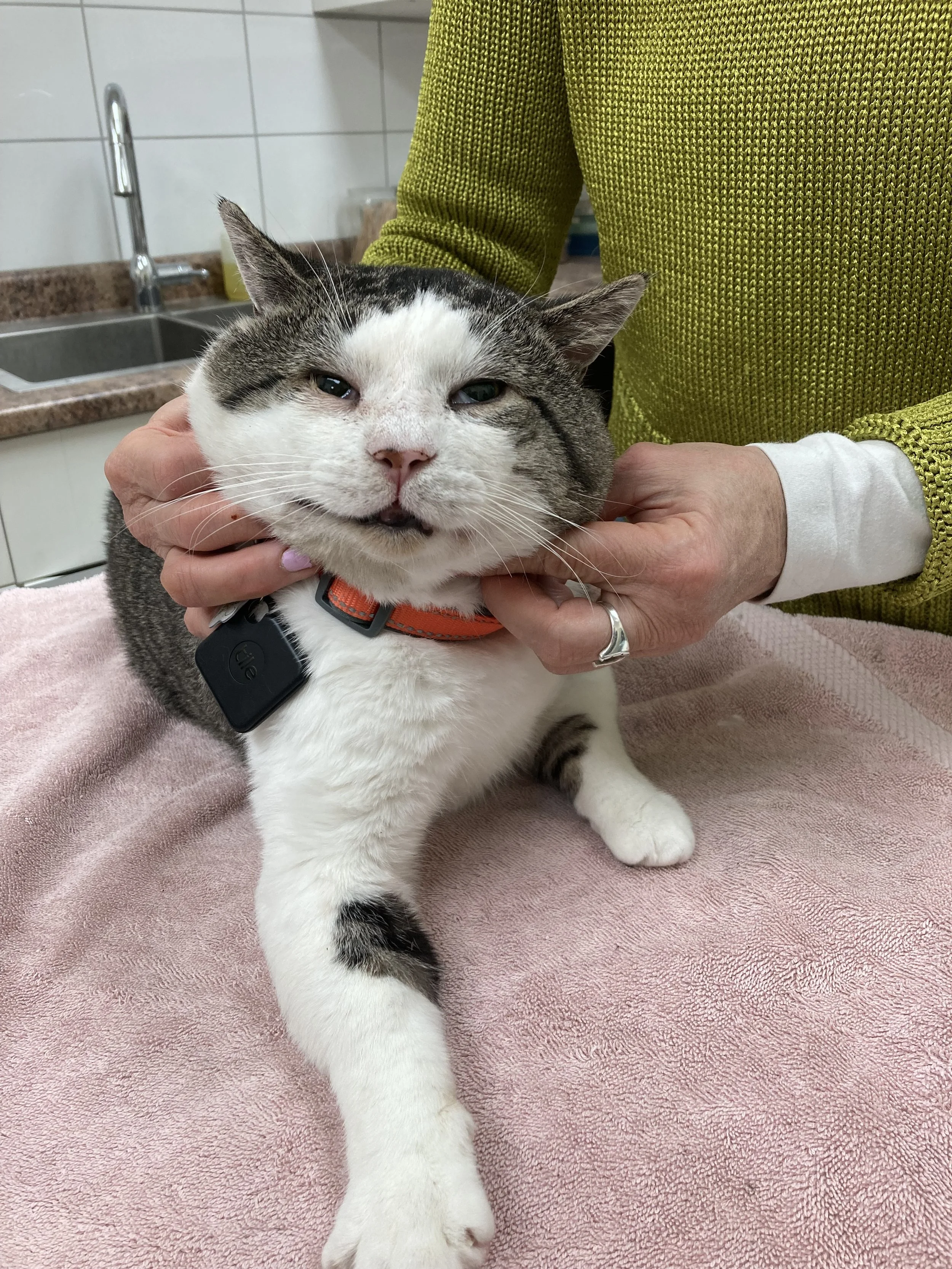 A cat with a slightly open mouth, gray and white fur, being gently held by a person wearing a green sweater, on a pink towel in a veterinary clinic or similar setting.
