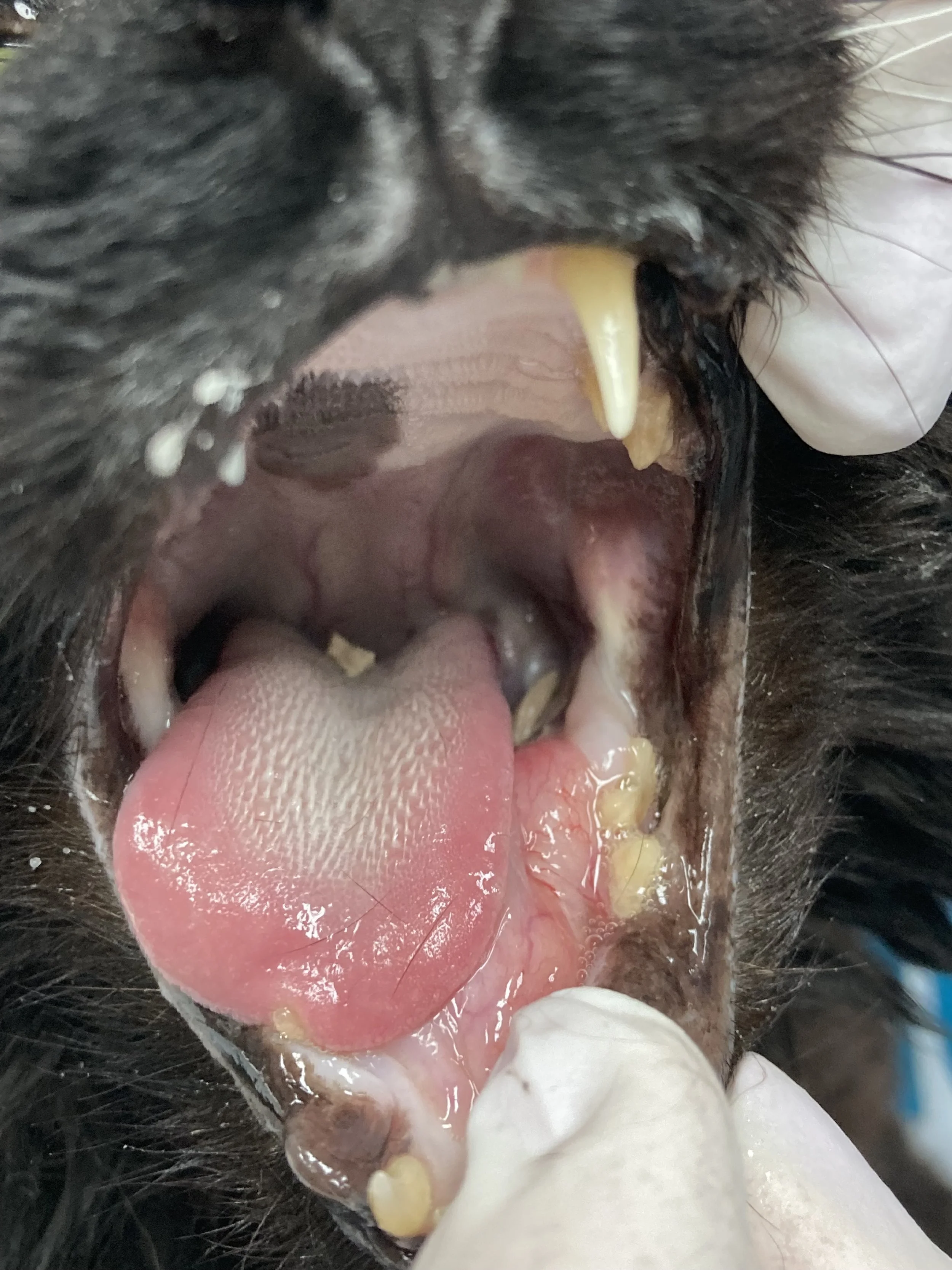 Close-up of a dog's open mouth showing teeth, tongue, and gums with visible tartar buildup and signs of dental disease.