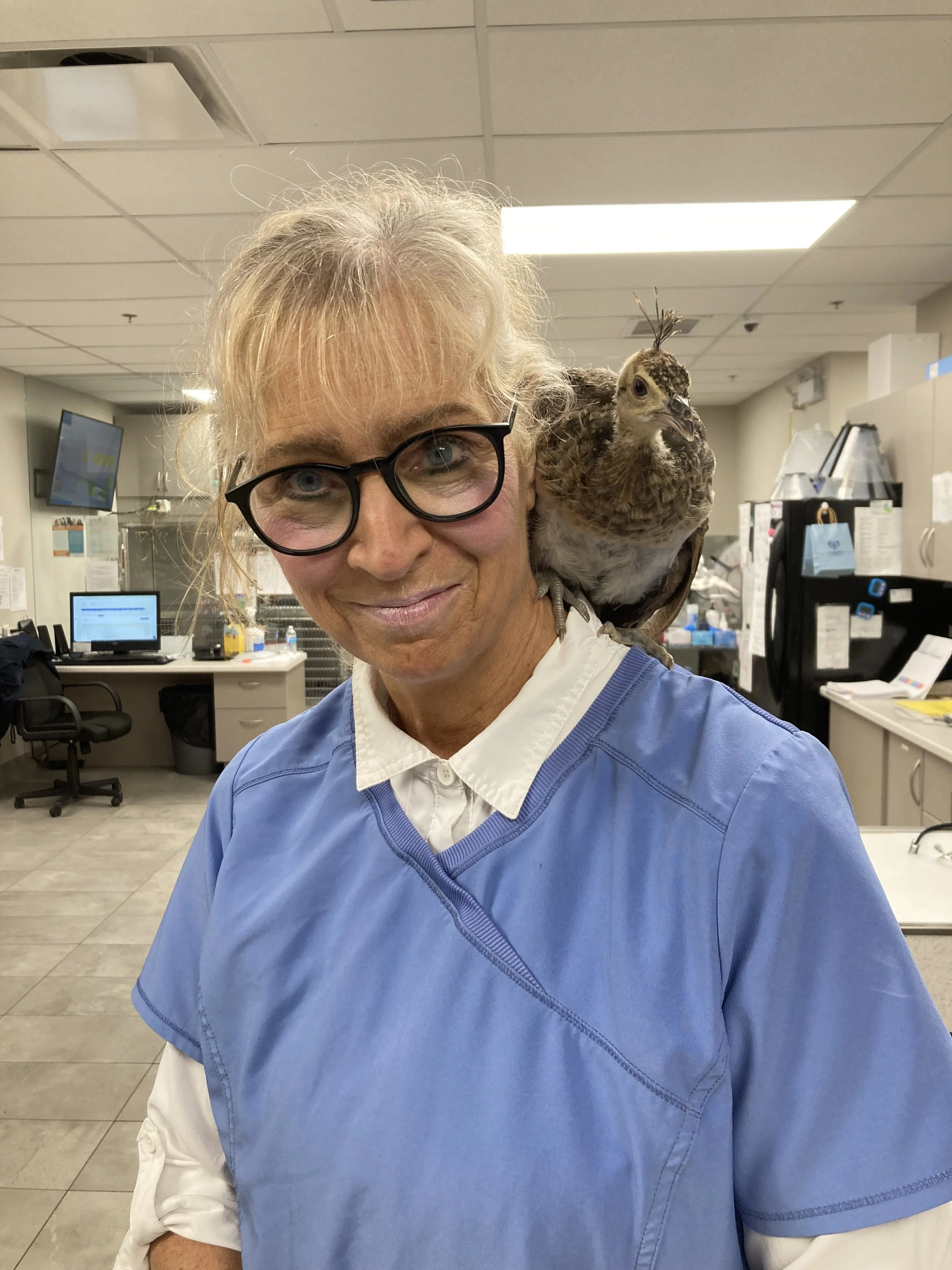 A woman in medical scrubs with glasses smiling in a clinical setting, with a peacock perched on her shoulder.