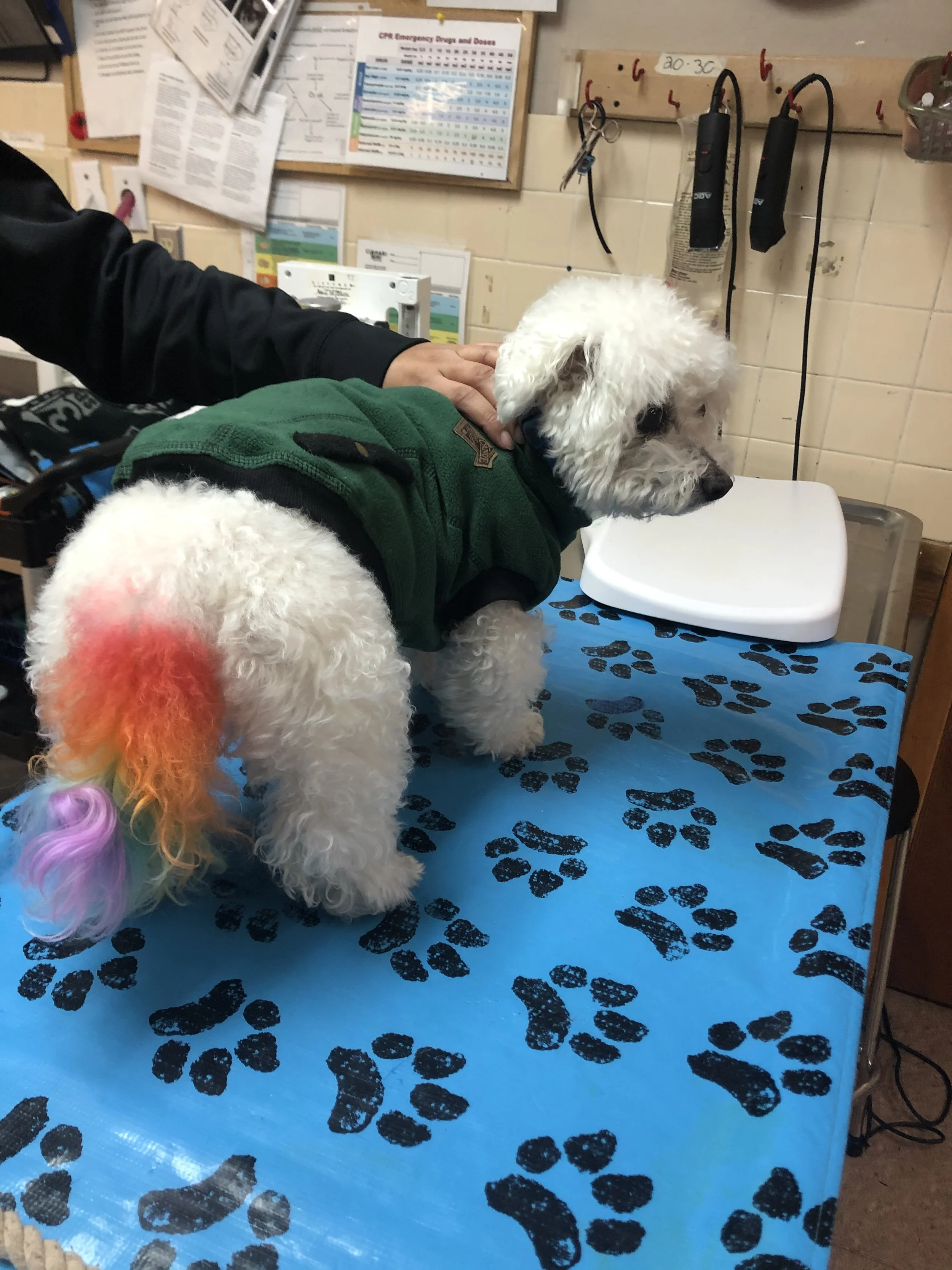 Small white curly-haired dog with rainbow-colored tail and rainbow-colored fur on its hindquarters, wearing a green jacket, on a grooming table with paw print pattern, getting a check-up at a veterinary clinic.