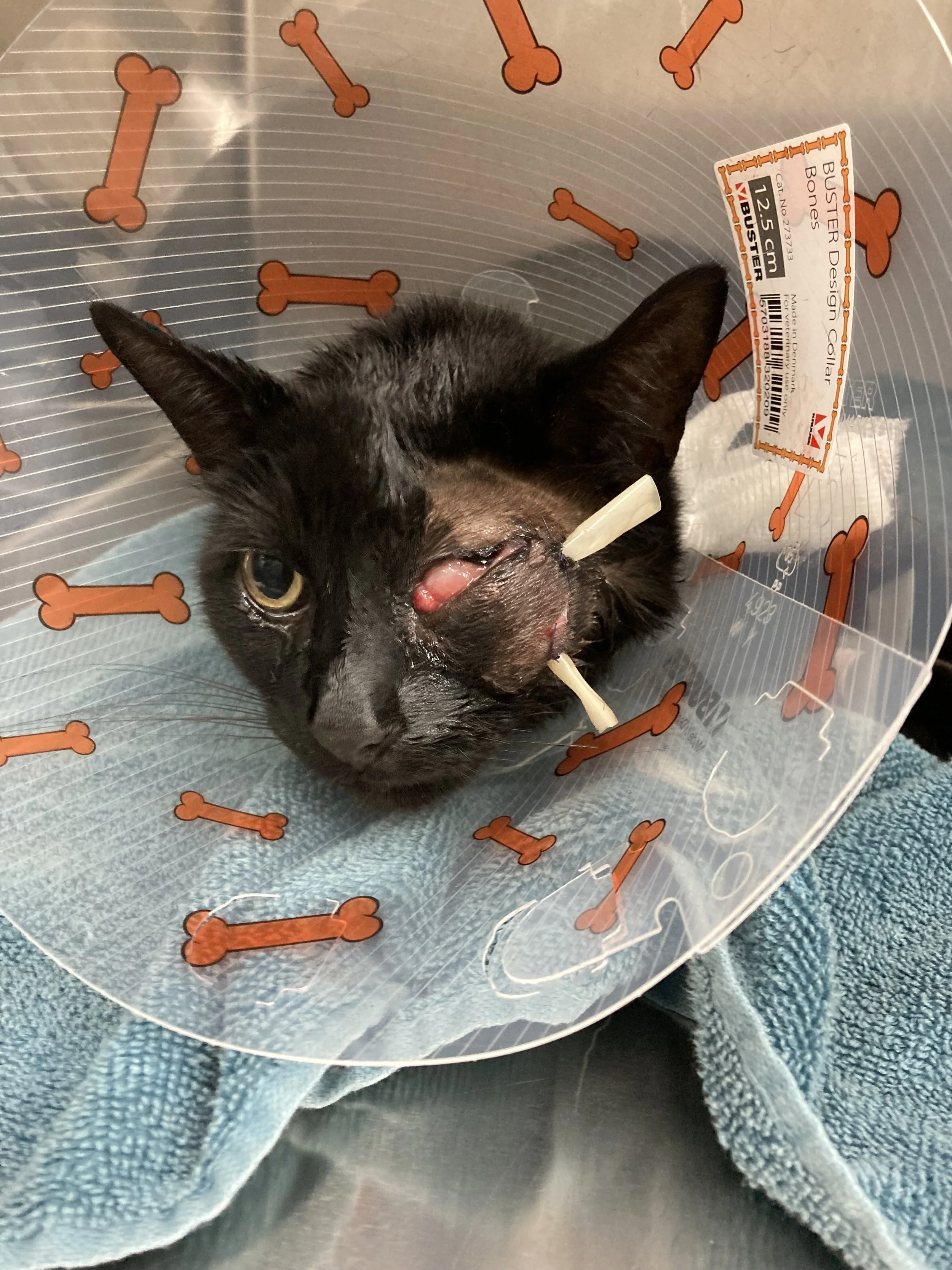 Black cat with an eye injury wearing an Elizabethan collar, lying on a blue towel.