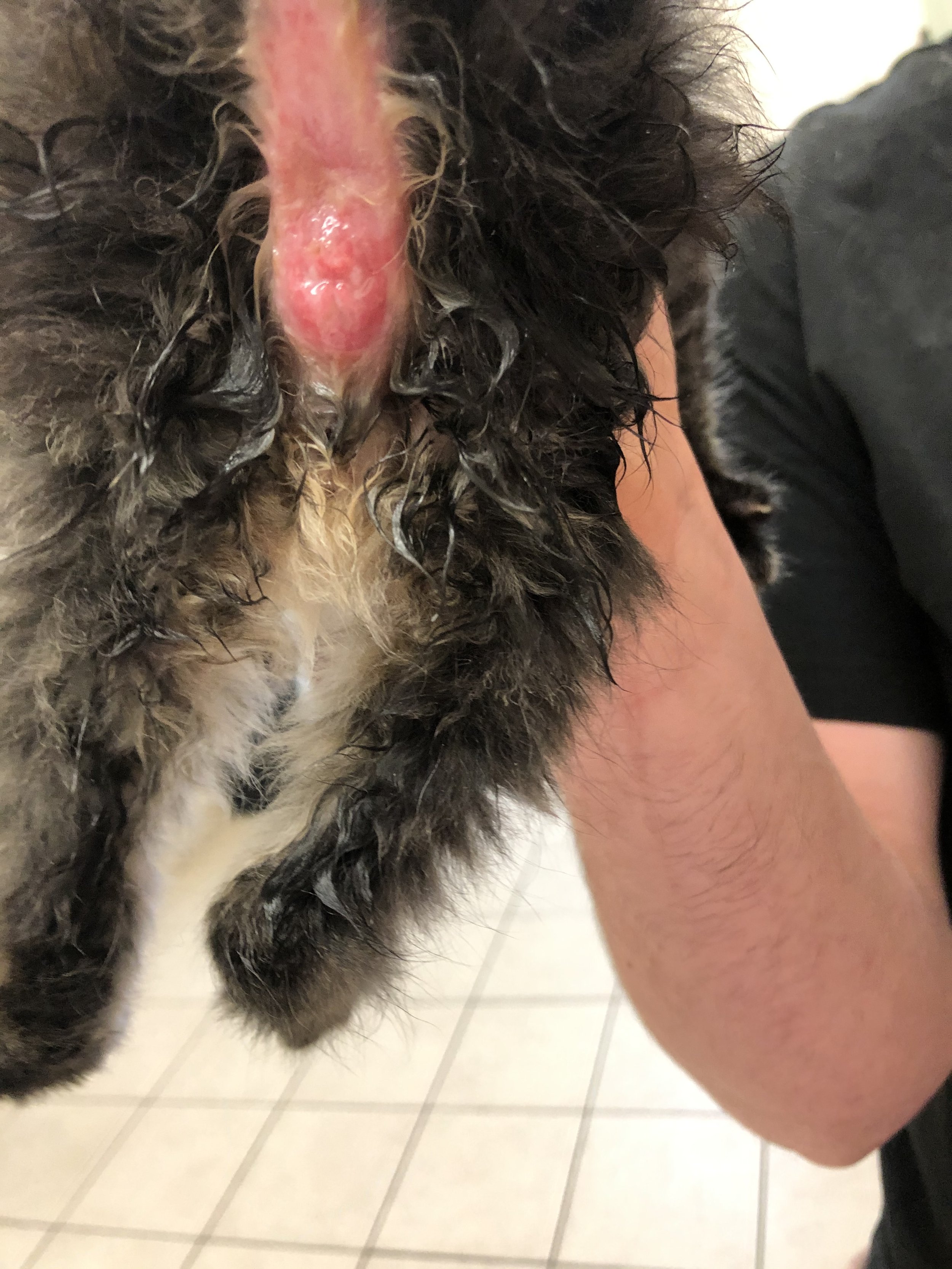 Close-up of a wet, pink, irritated skin area on a dog's belly, with wet black fur surrounding it, held by a person's arm.