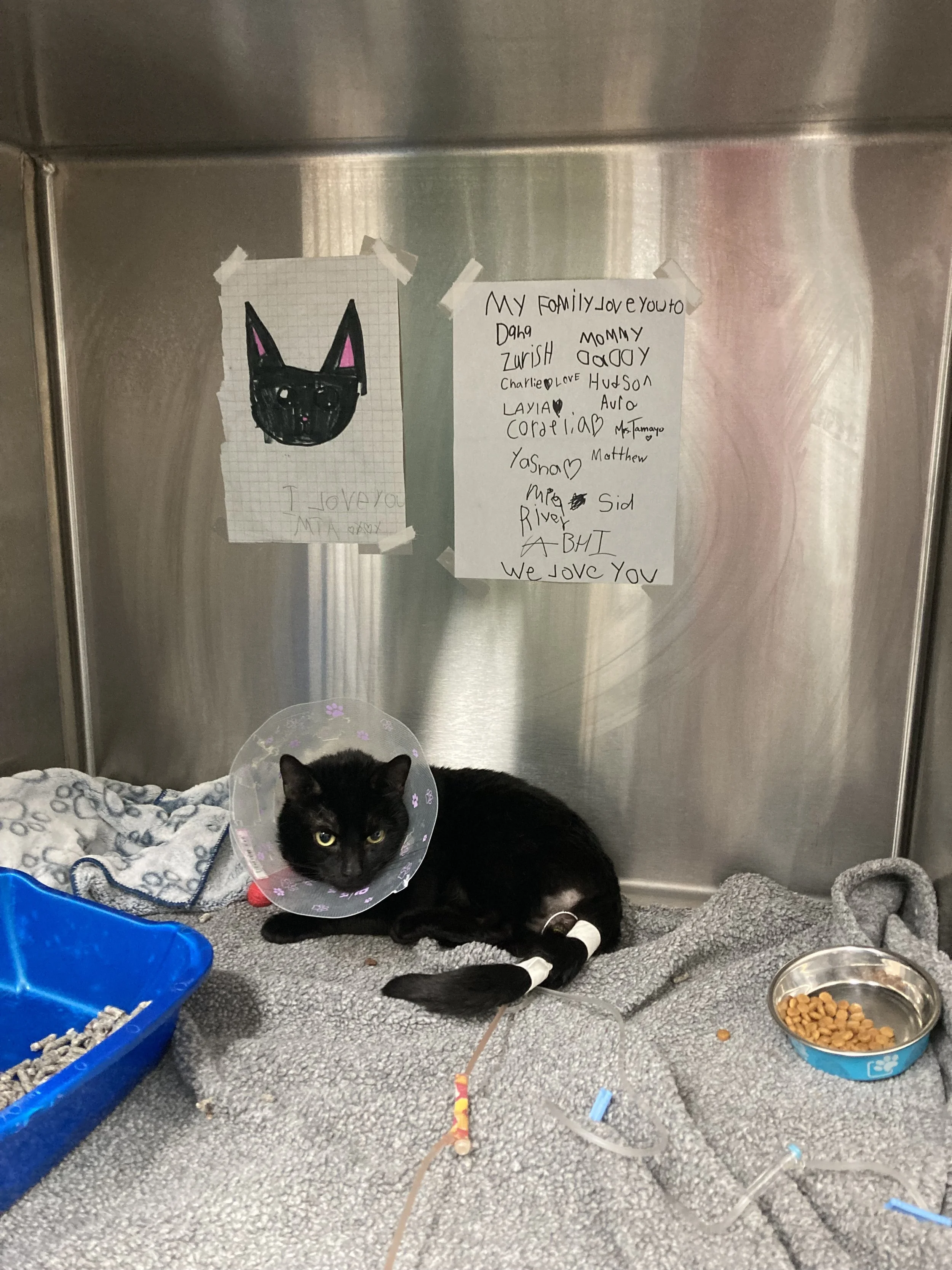 A black cat in a hospital recovery cage, wearing an Elizabethan collar, with a handwritten note and a drawing taped to the cage. The note expresses love from the family to the cat, named Mia.