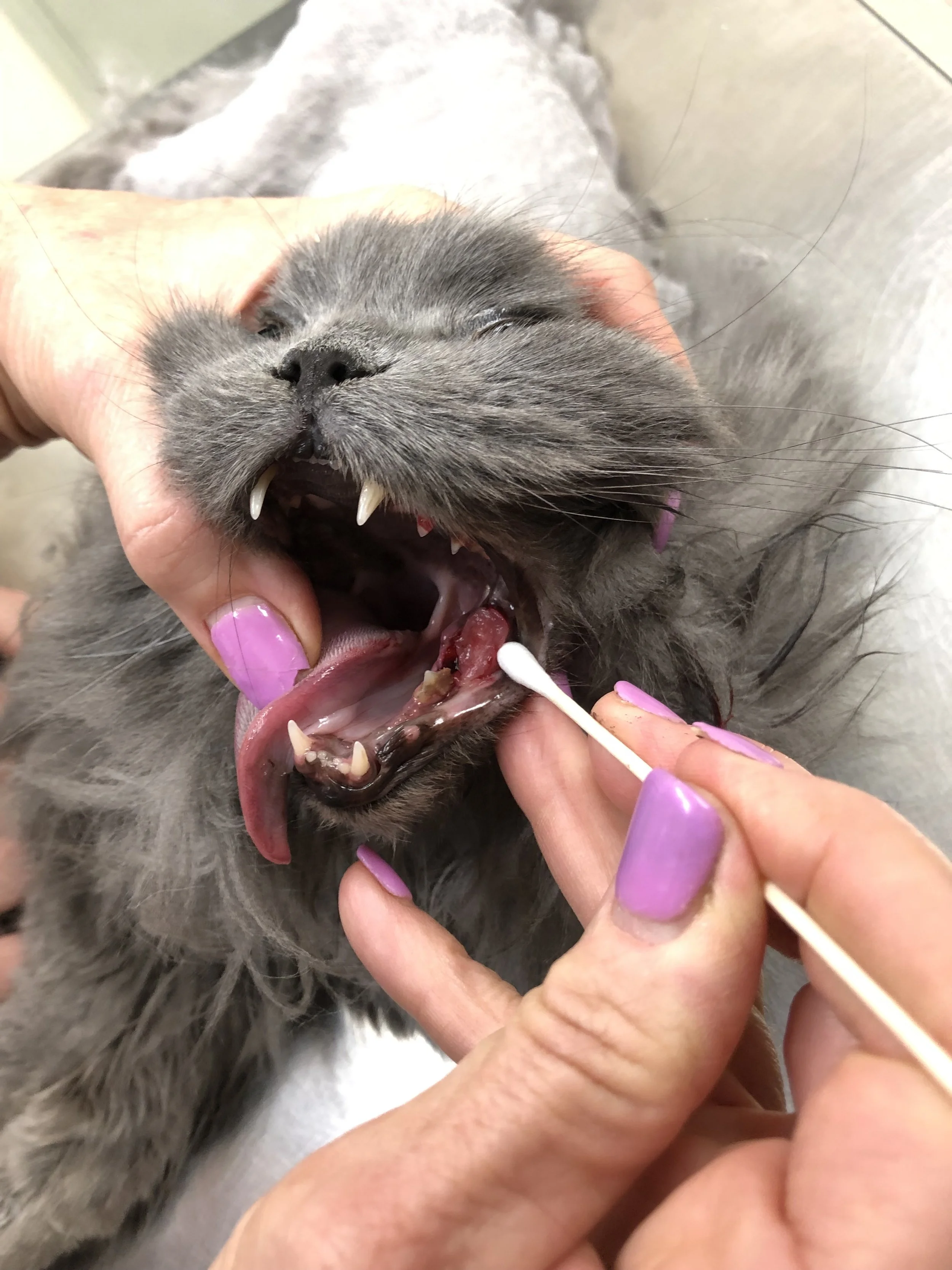 A person is cleaning a gray cat's teeth with a cotton swab, holding the cat's mouth open as the cat yawns.