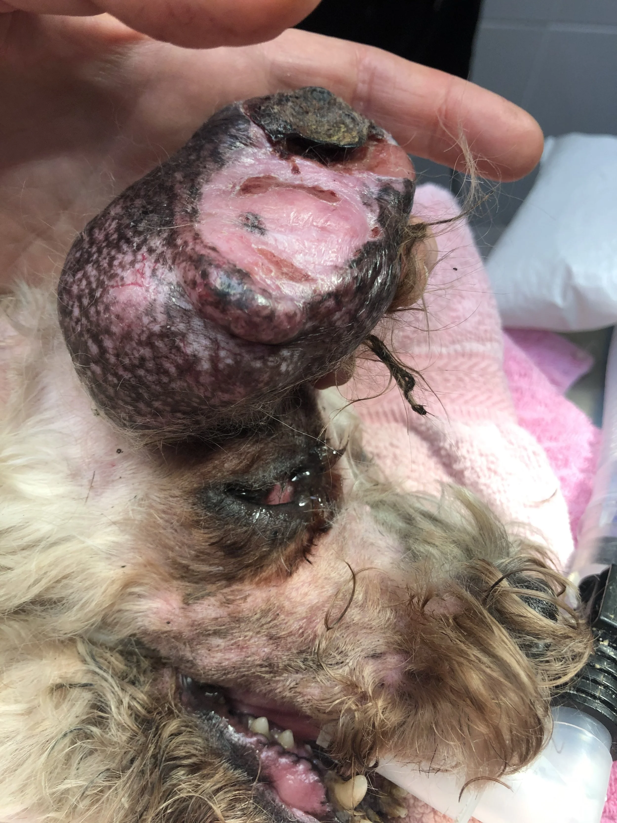 Close-up of a dog's wound on its stomach, with some tissue exposed and a bandage on top, being held by a person's hand.