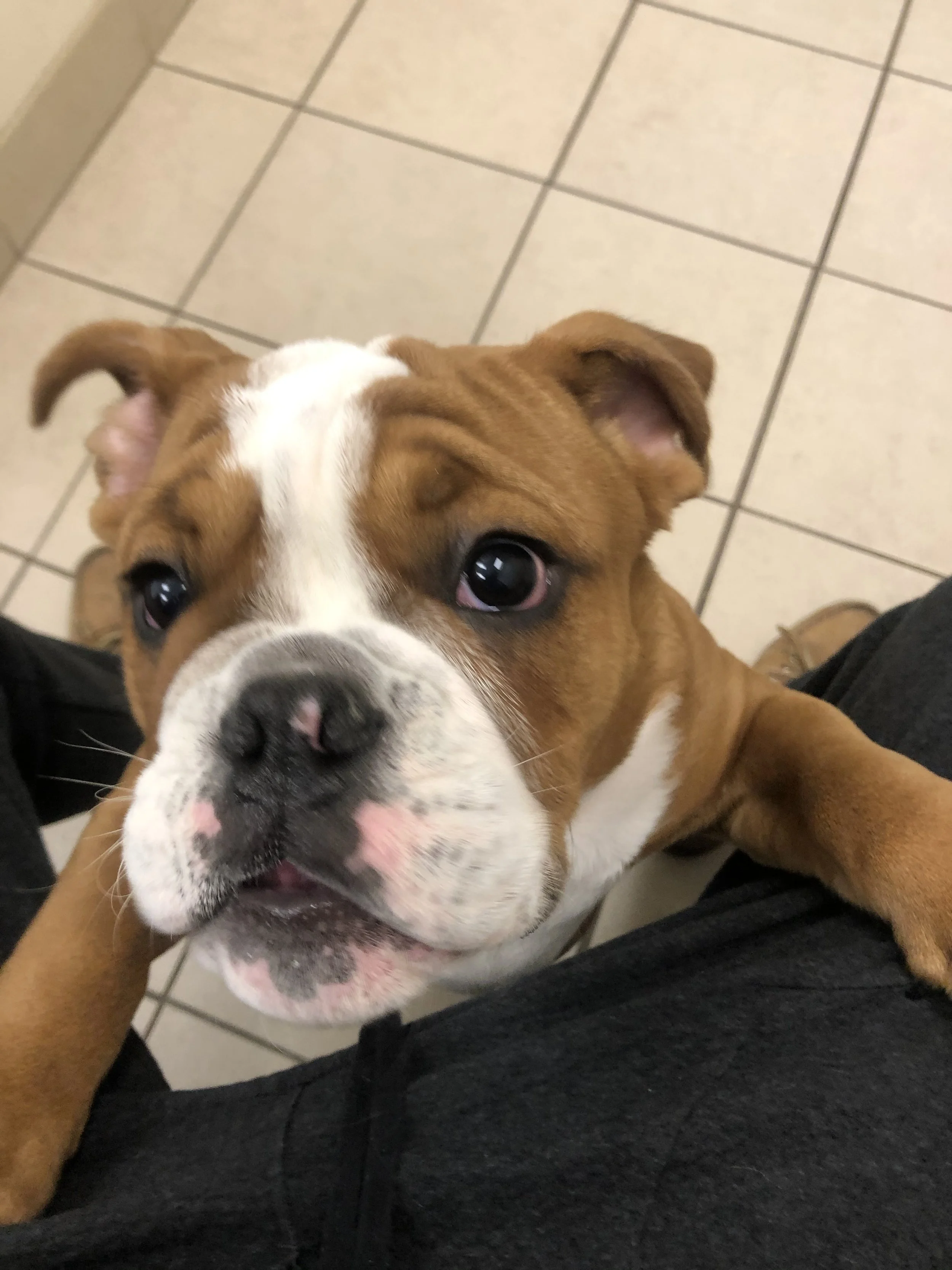 A brown and white puppy with a wide face looking up at the camera, sitting on someone's lap.