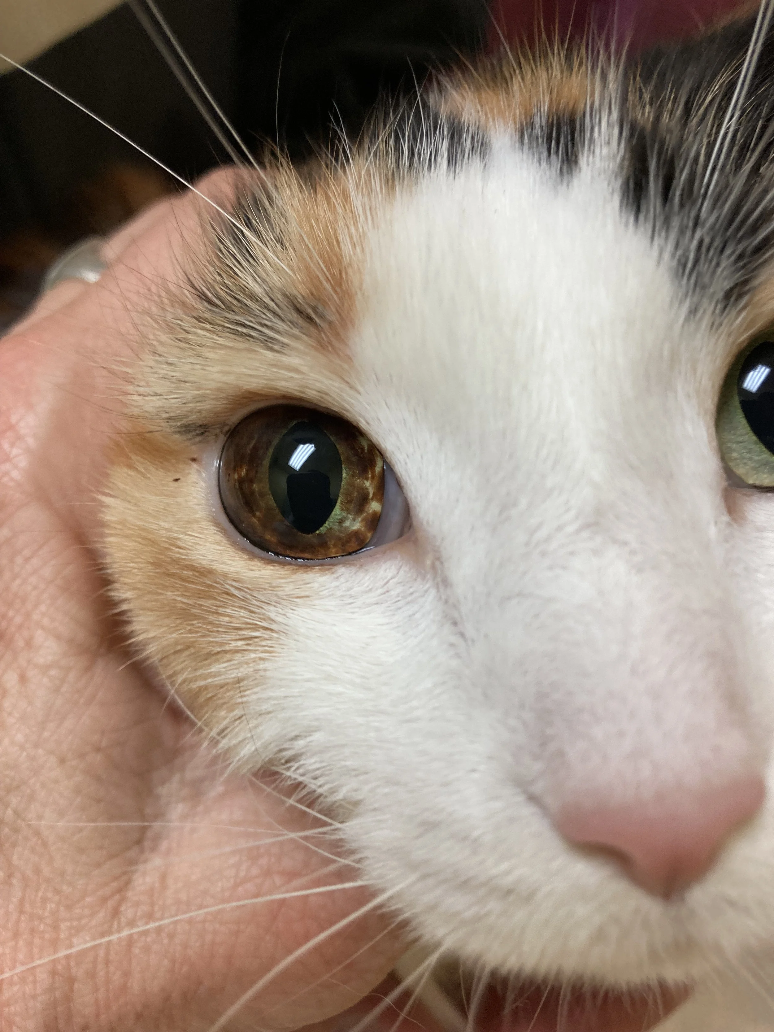 Close-up of a calico cat's face, showing its brown, white, and black fur, with large green eyes and a pink nose.