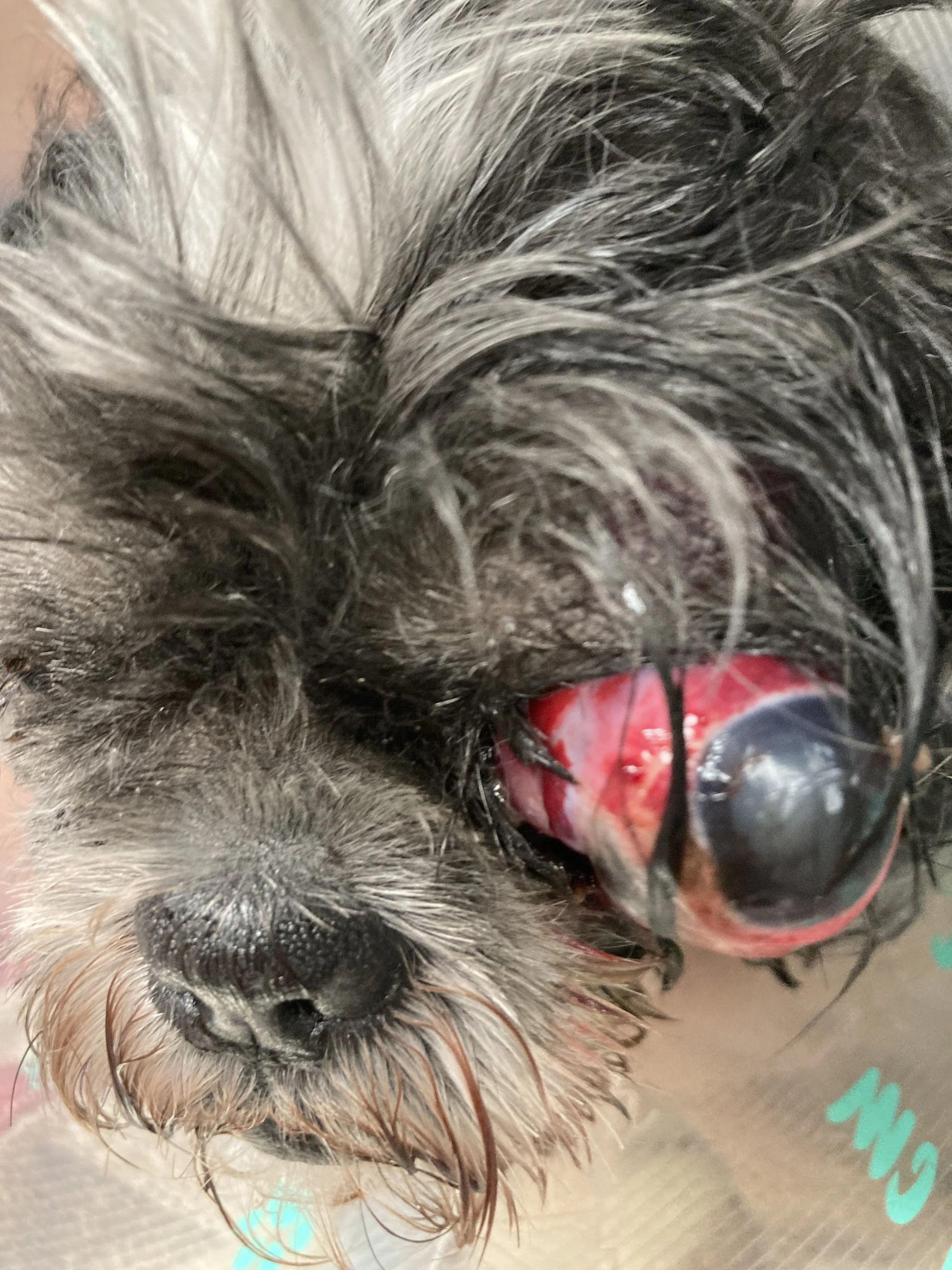 Close-up of a small dog with wet fur and an injured eye with blood around it.