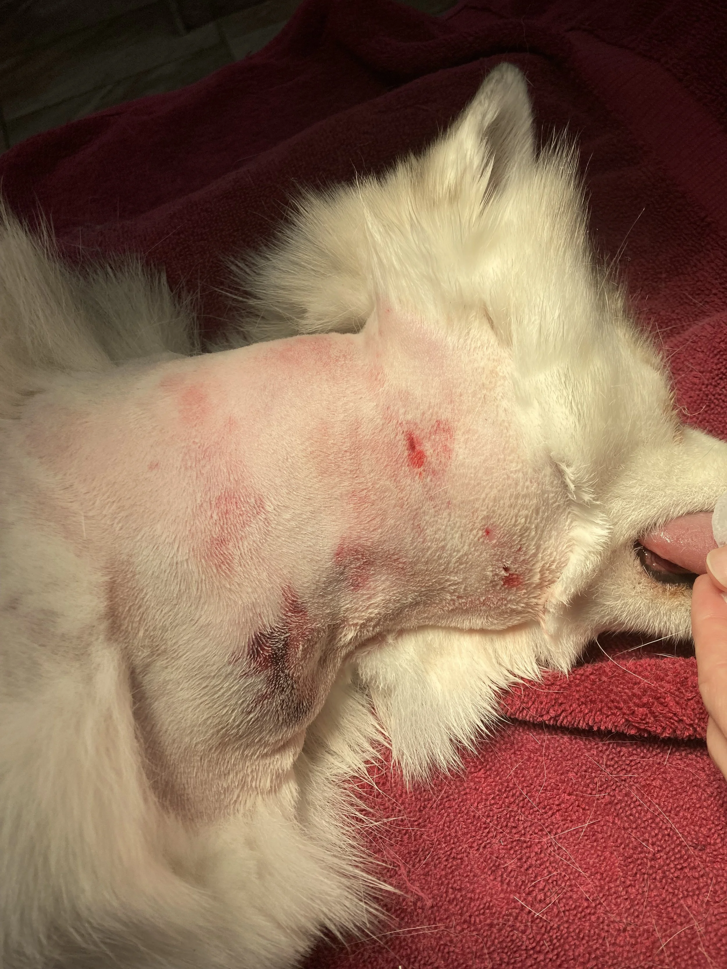 A dog lying on its side with a shaved area on its neck showing red scratches and skin irritation.