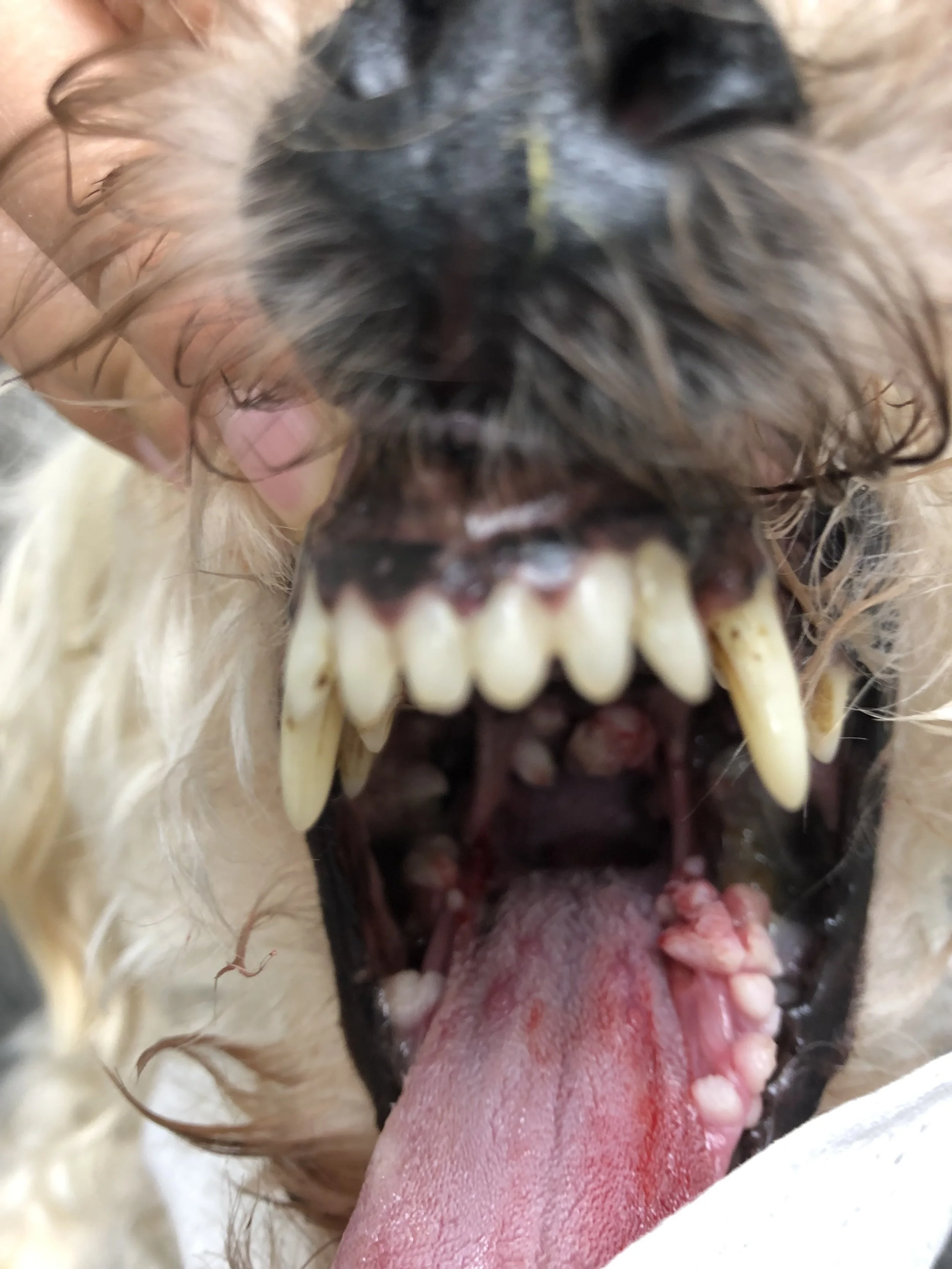 Close-up of a dog with its mouth open, showing teeth and tongue.