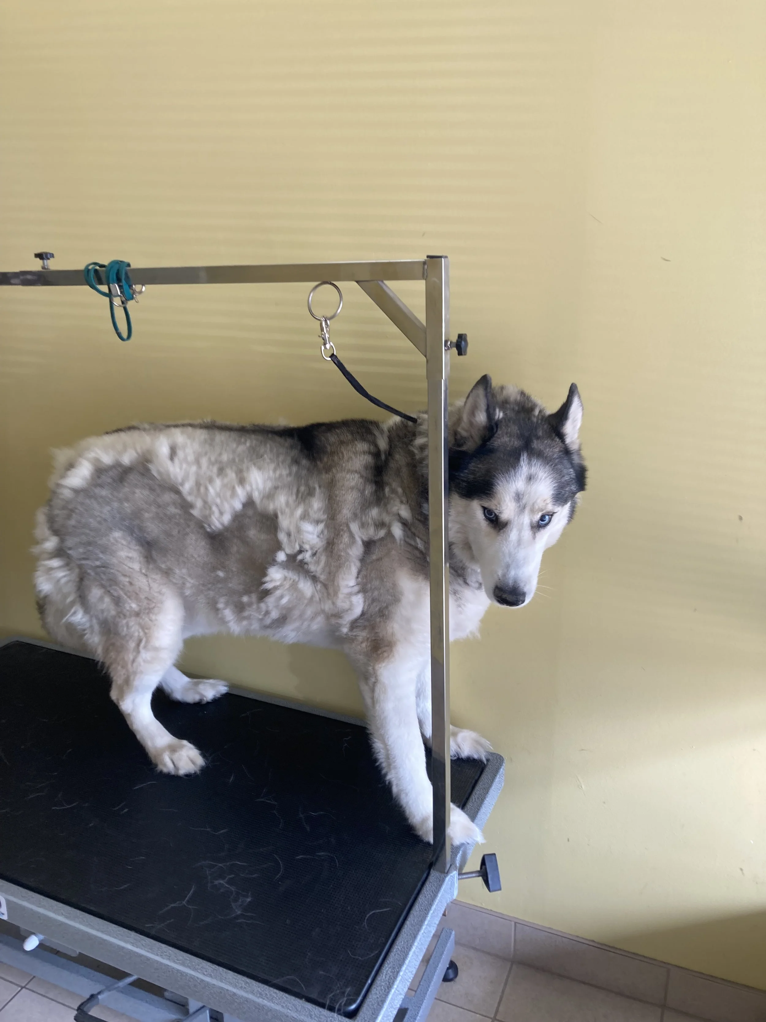 A Husky dog standing on an examination table at a veterinary clinic, attached to a grooming or examination harness.