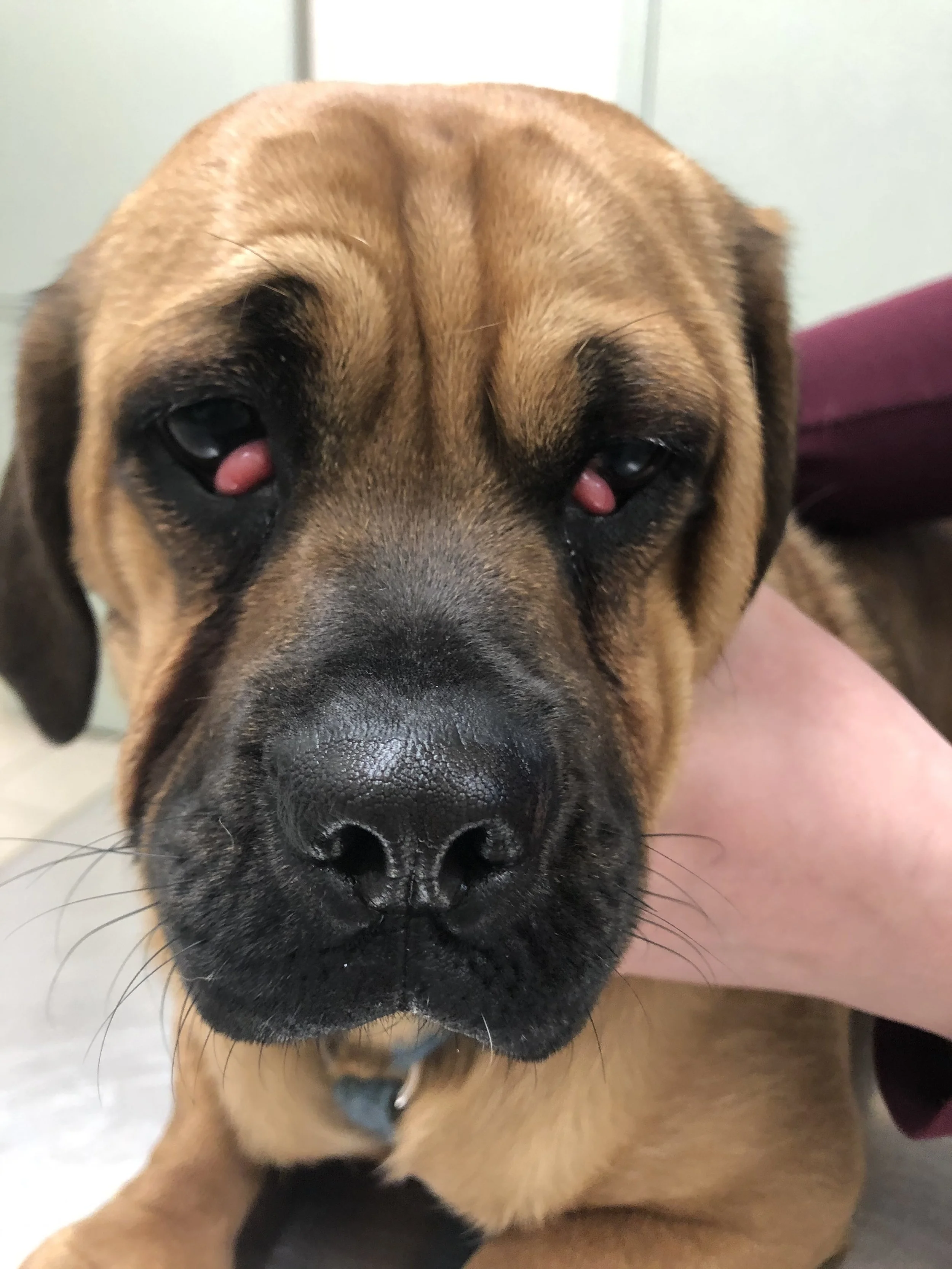Close-up of a large dog with a brown coat and a black nose, being held by a person, with the dog’s eyes appearing red due to irritation or infection.