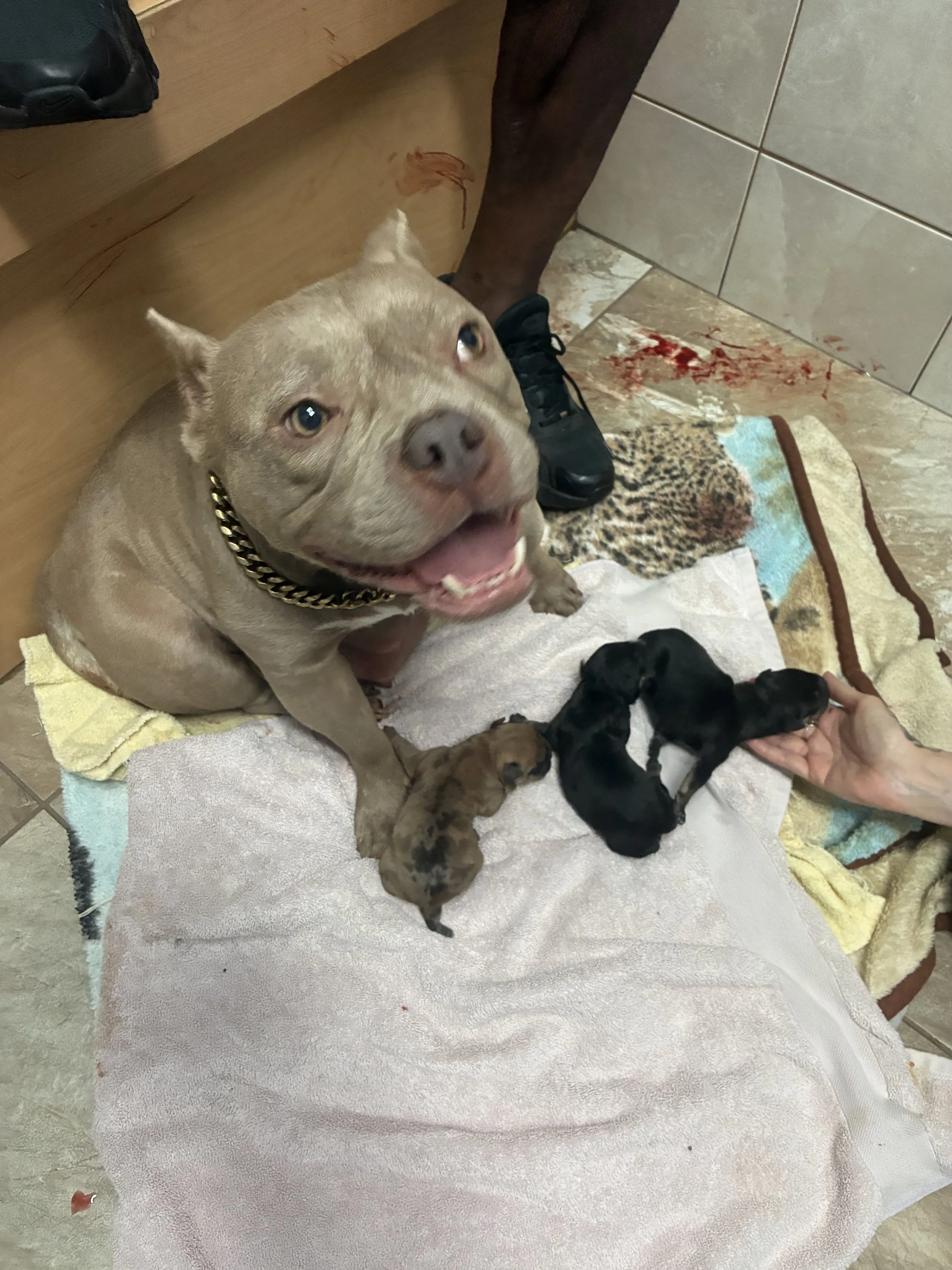 A large brown dog with a black and gold chain collar sitting on towels with four tiny puppies. Two of the puppies are black and two are brindle. The puppies are being handled gently by a person's hand. The surroundings include tiled flooring and blood stains on the floor near the puppies.