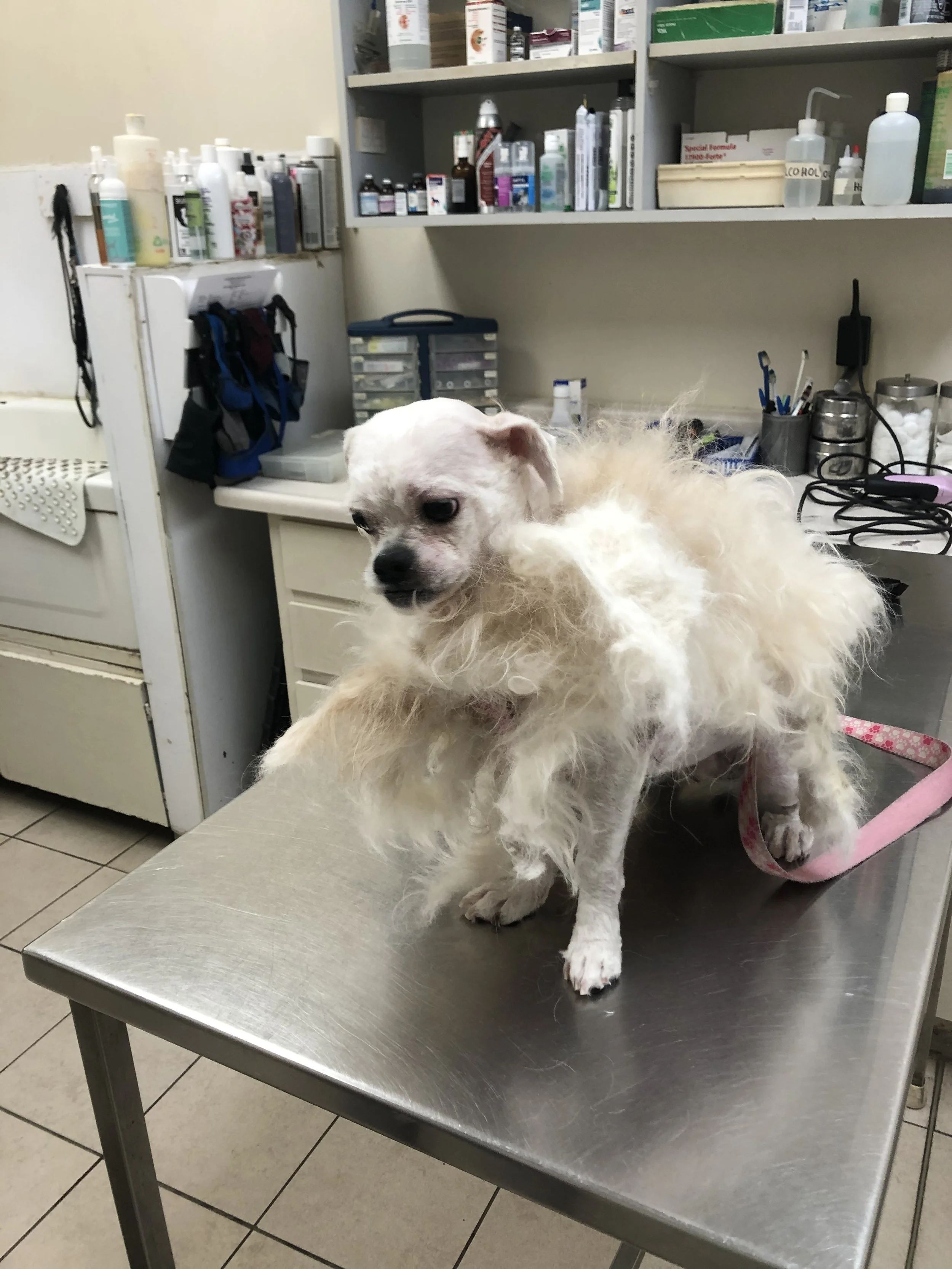 Small dog with curly fur sitting on a metallic examination table at a veterinary clinic, with shelves of medical supplies and equipment in the background.