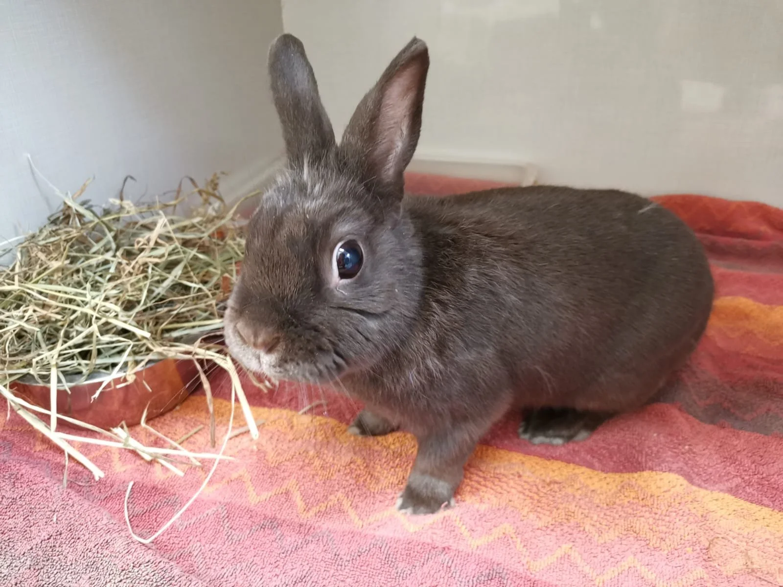 Brown rabbit with large ears eating hay on red towel.
