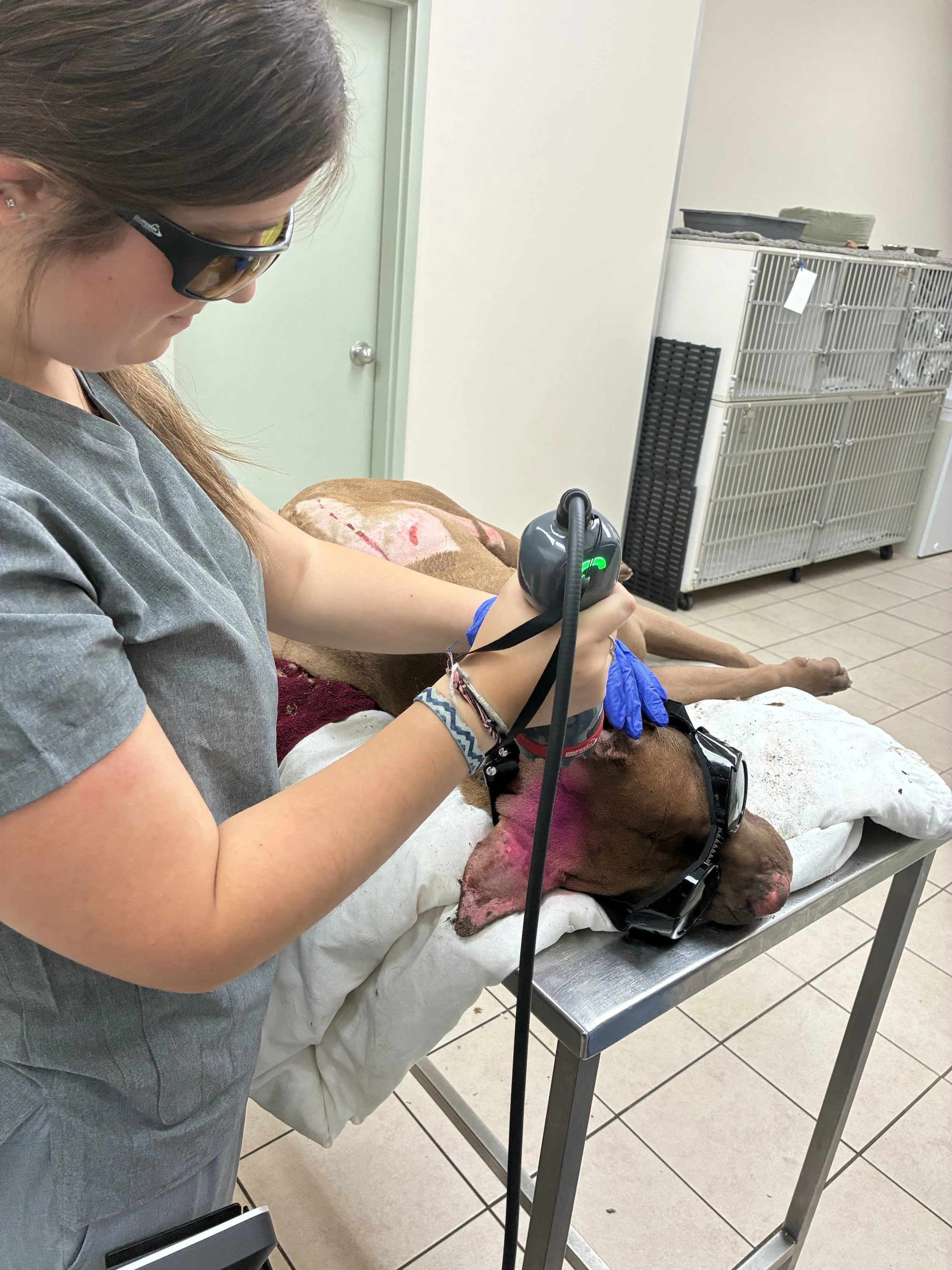 Emergency Vet Clinic