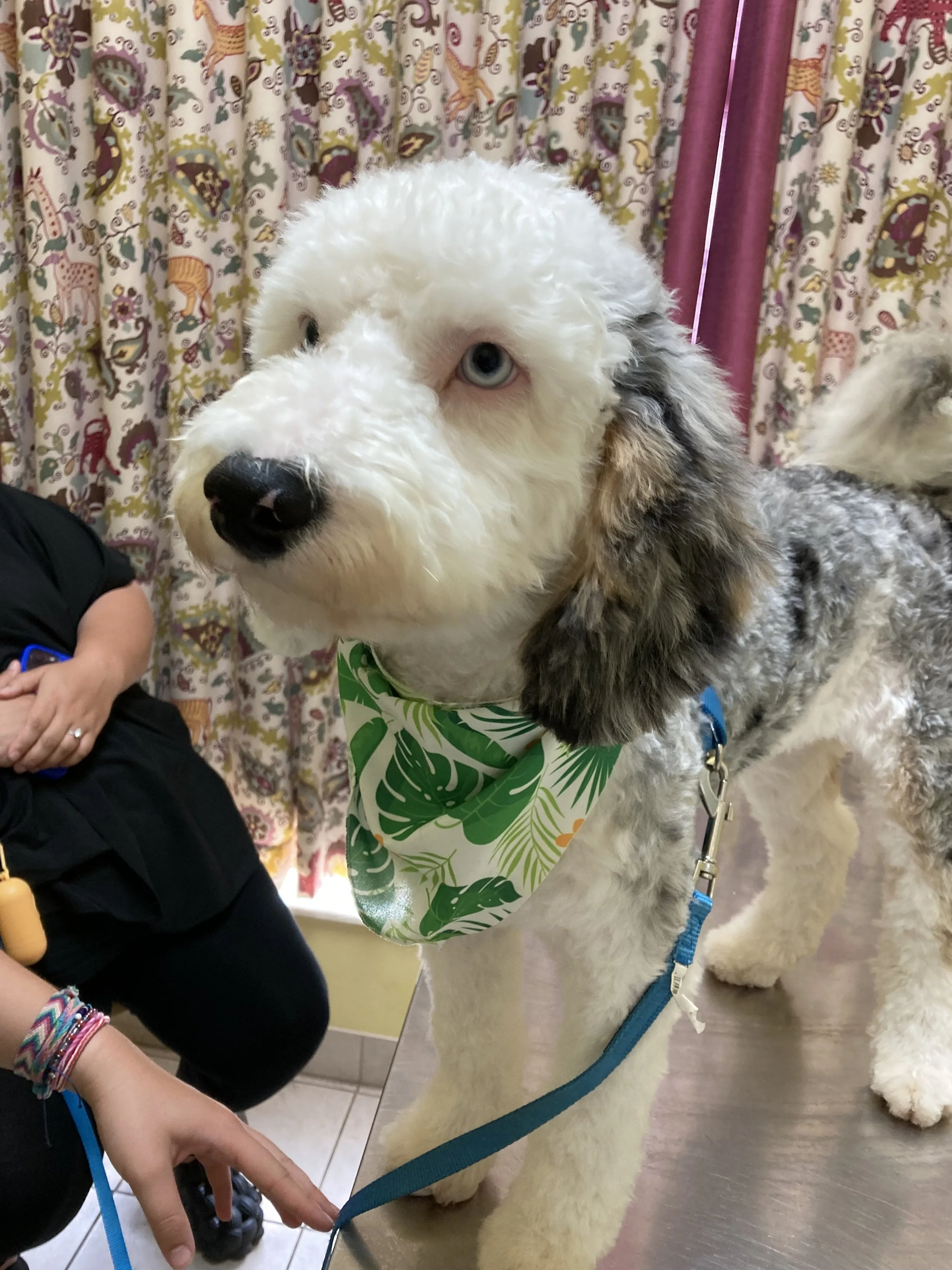 A large dog with a white, black, and grey curly coat, blue eyes, and a floral bandana around its neck, standing on a table in front of colorful patterned curtains.
