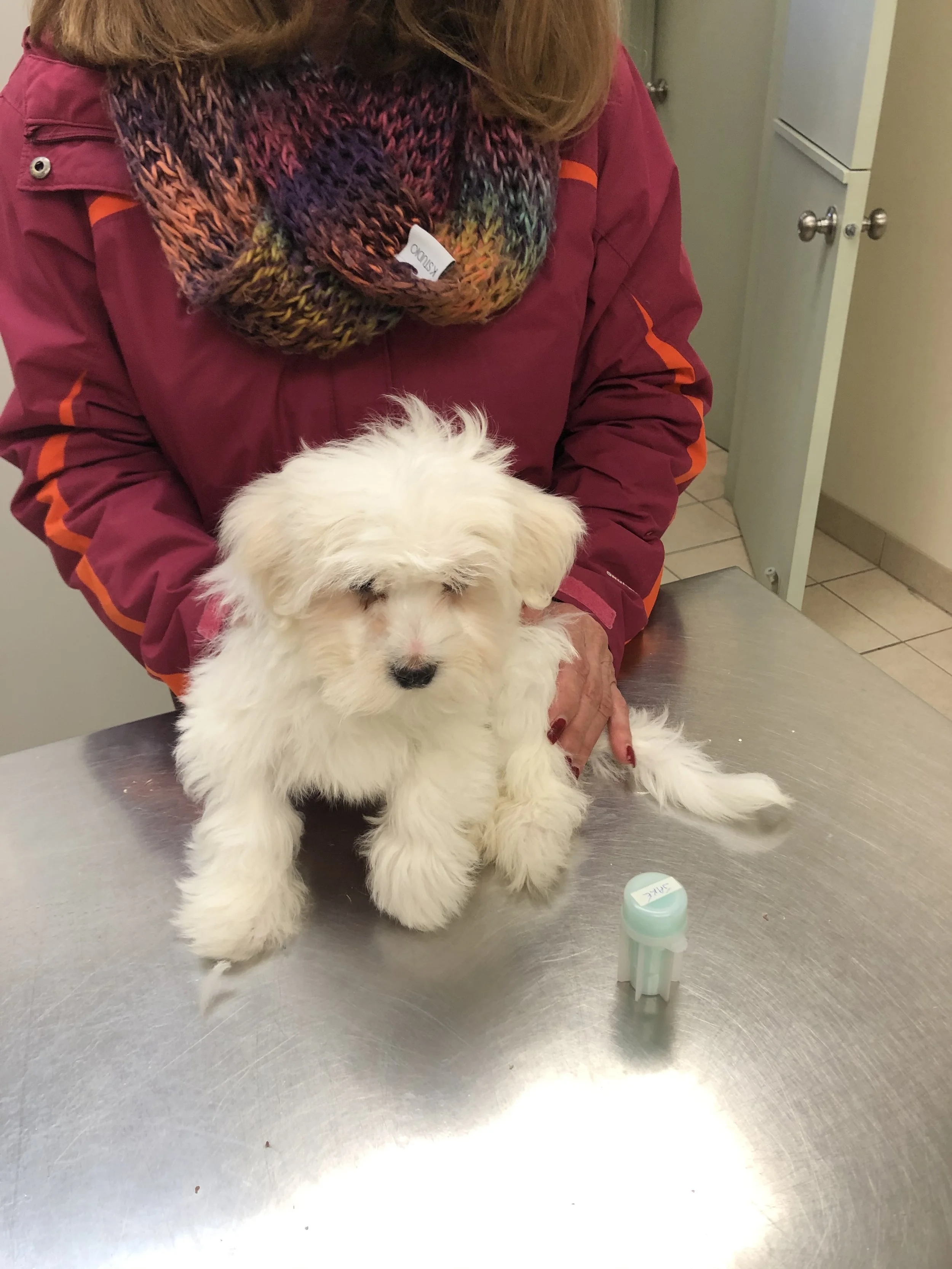 A fluffy white puppy sitting on a metal table at a vet's office, with a woman in a maroon jacket and multicolored scarf standing behind it.
