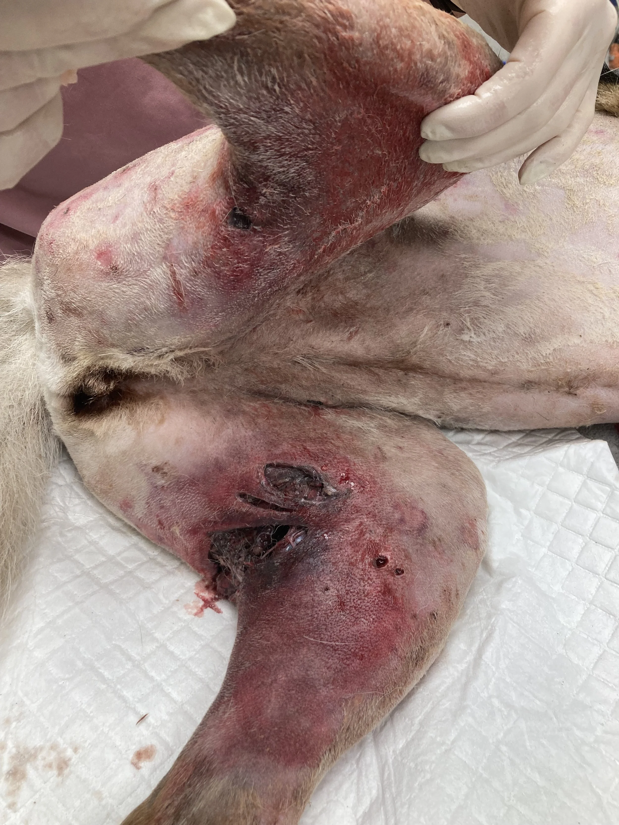 Close-up of a dog lying on a vet table with severe skin burns and open wounds on its leg and abdomen.