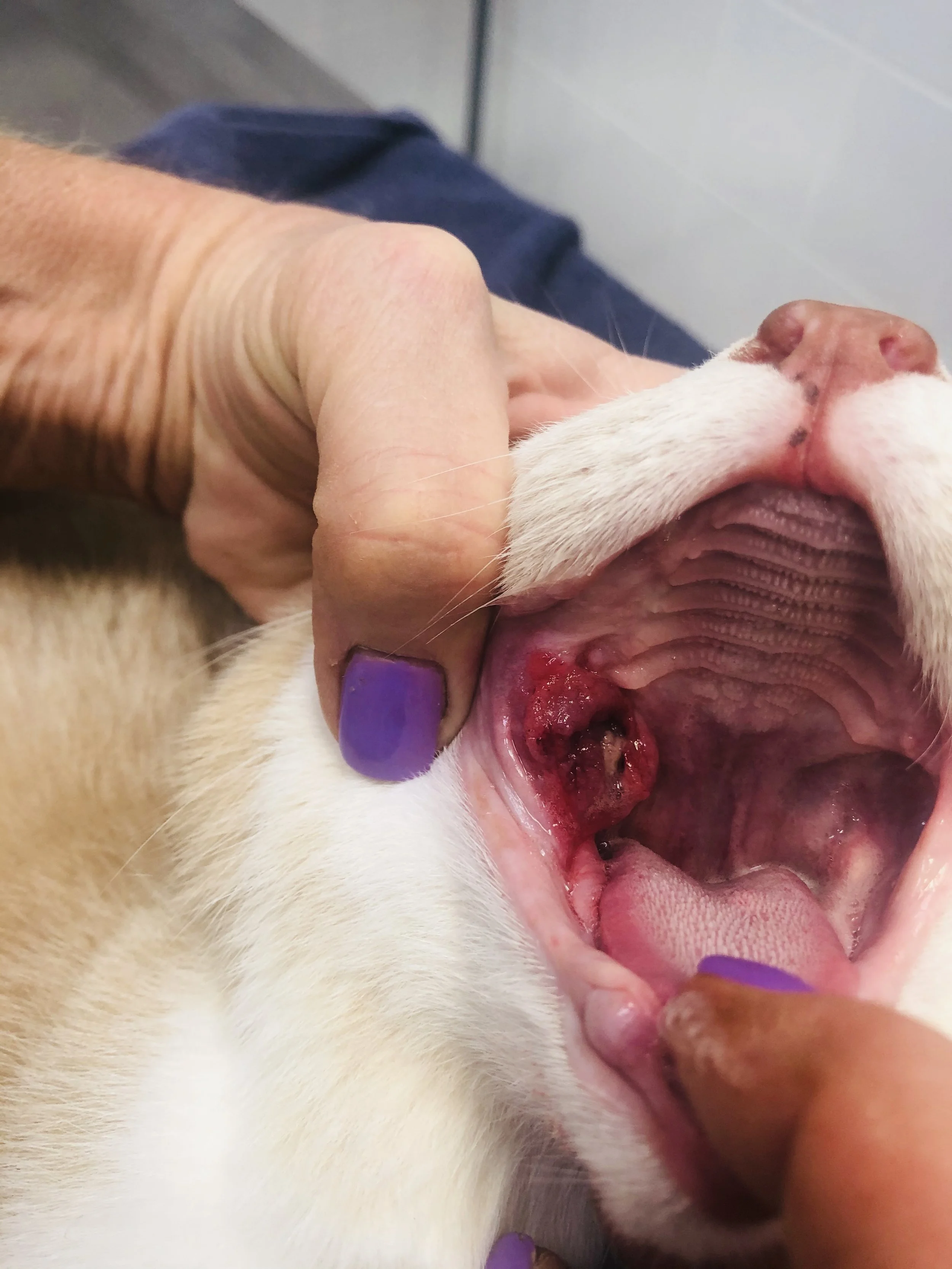 Person checking a dog’s mouth, which shows a large, inflamed, and possibly infected or traumatized red wound on the upper part of the mouth.
