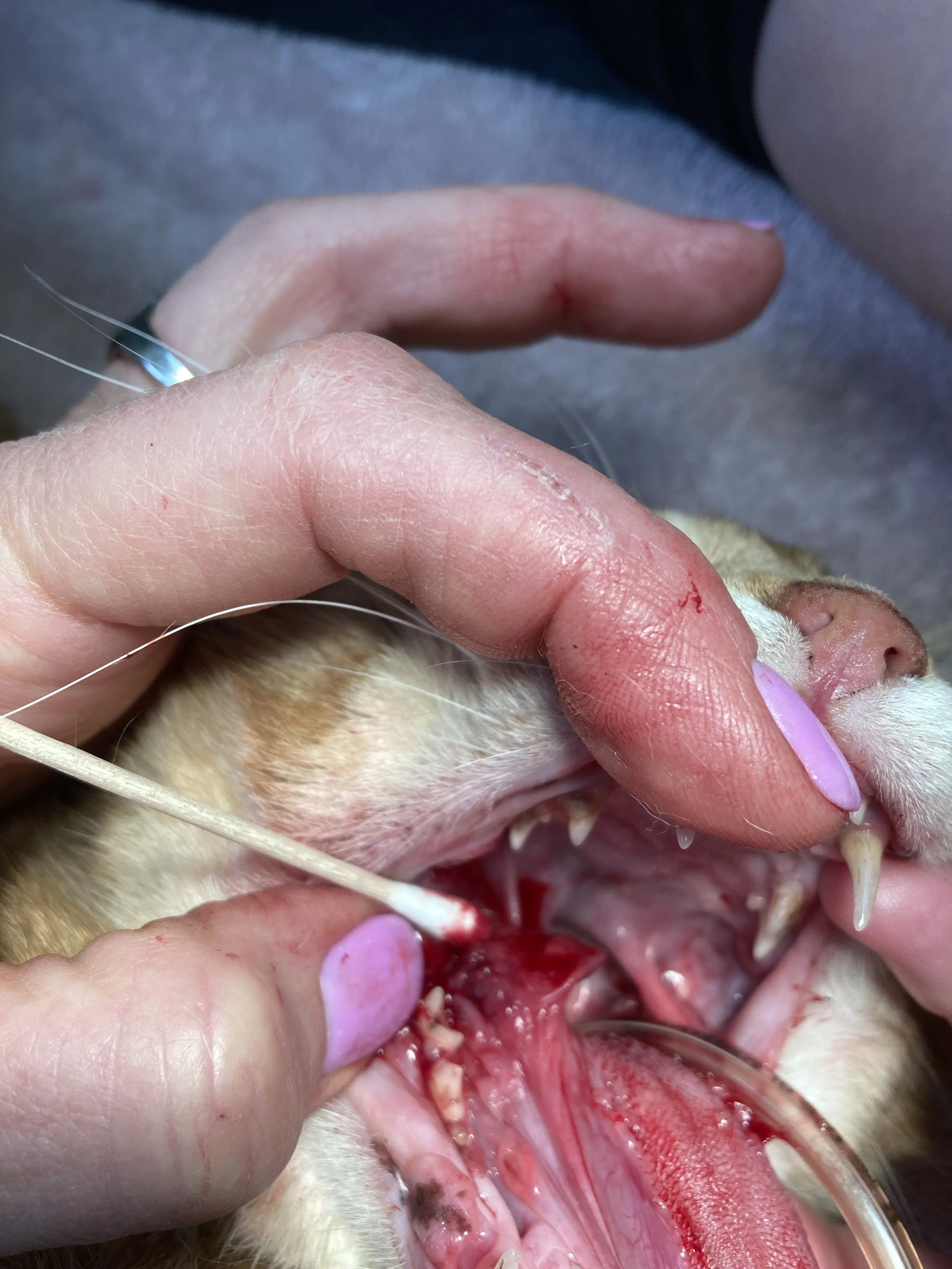 Vet holding a dog’s mouth open, showing teeth and gums, with a cotton swab near the gums.
